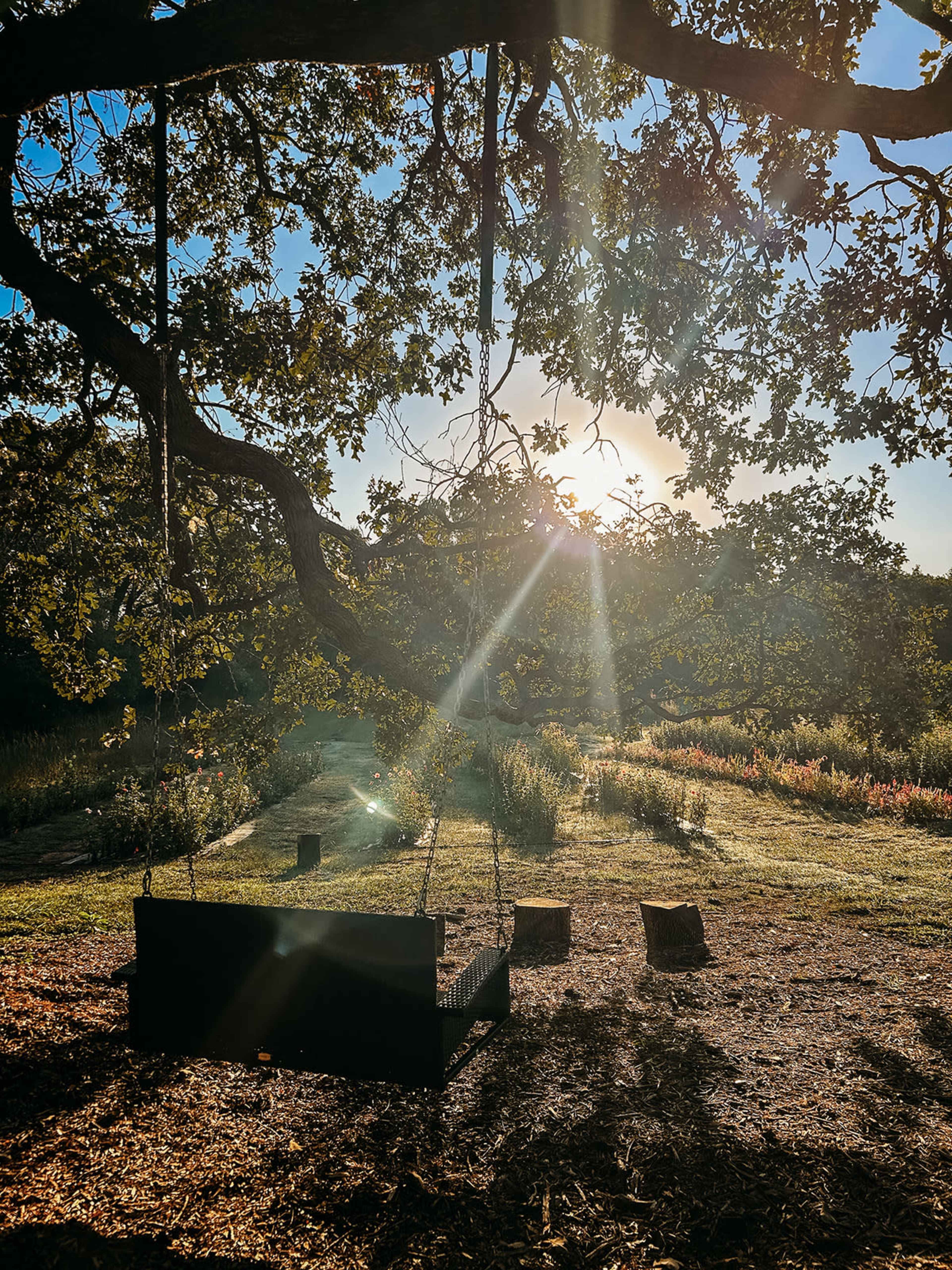 A swing hangs from a tree branch in a sunlit meadow surrounded by wildflowers.