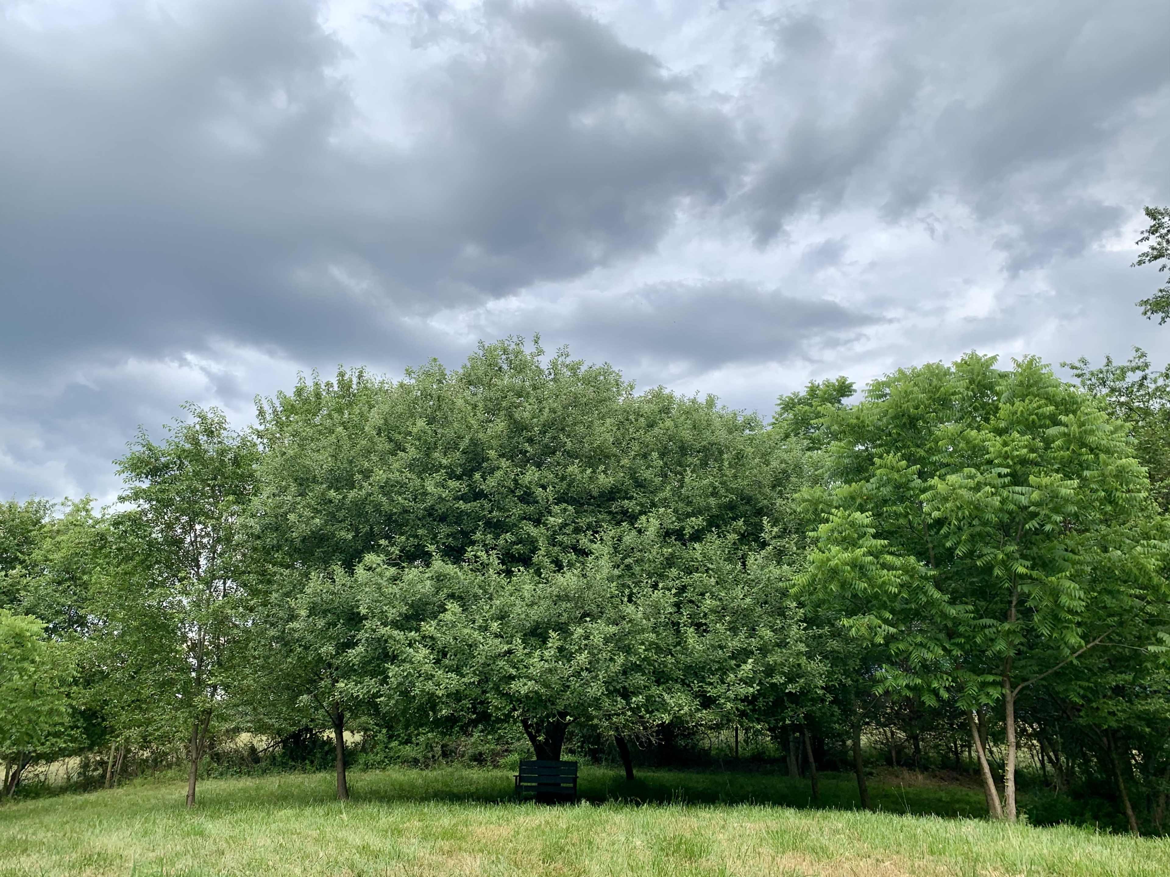 A large, leafy tree stands in a grassy area under a cloudy sky.