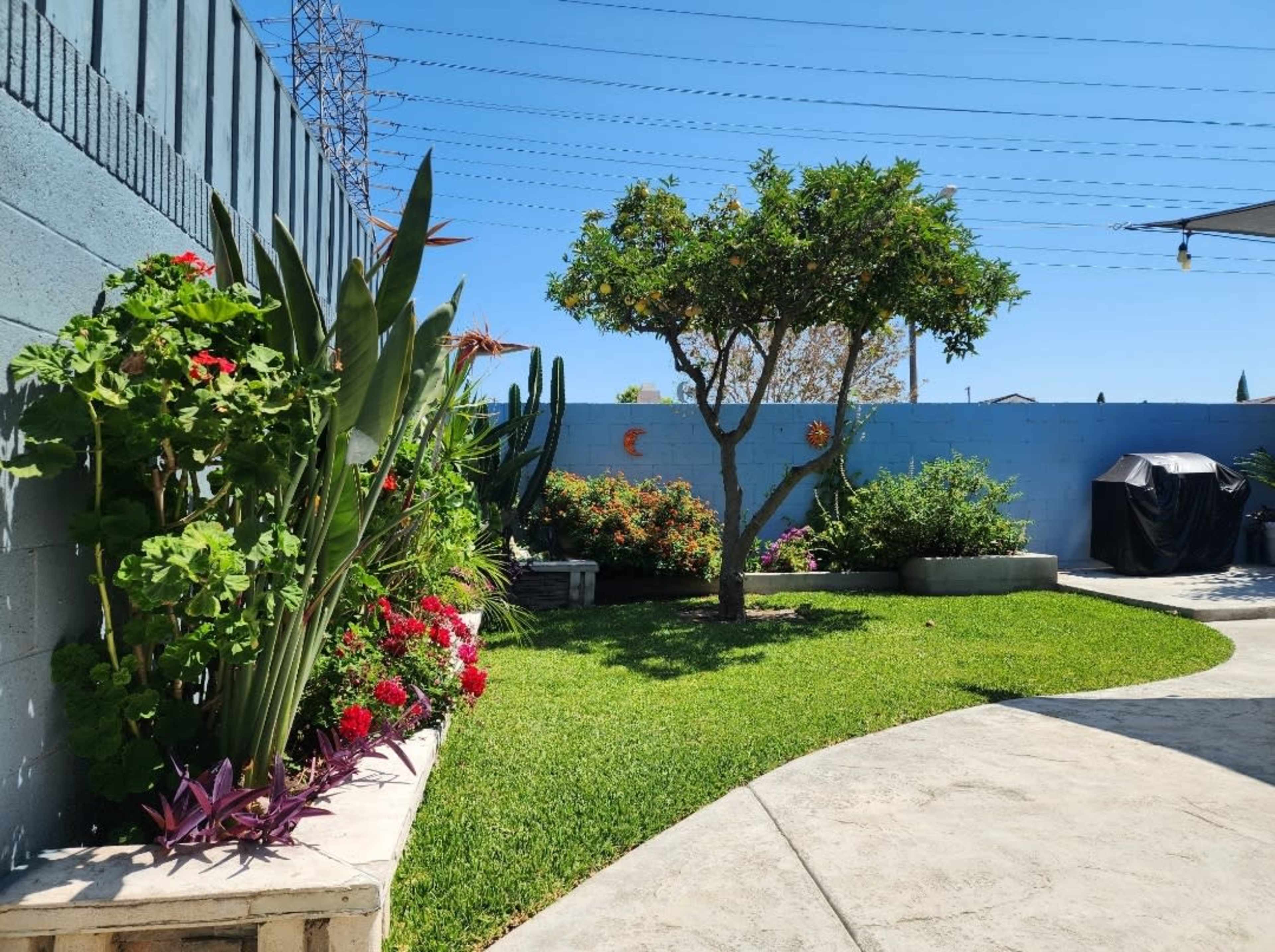 The image shows a landscaped backyard featuring various plants, a tree, and a concrete patio area.