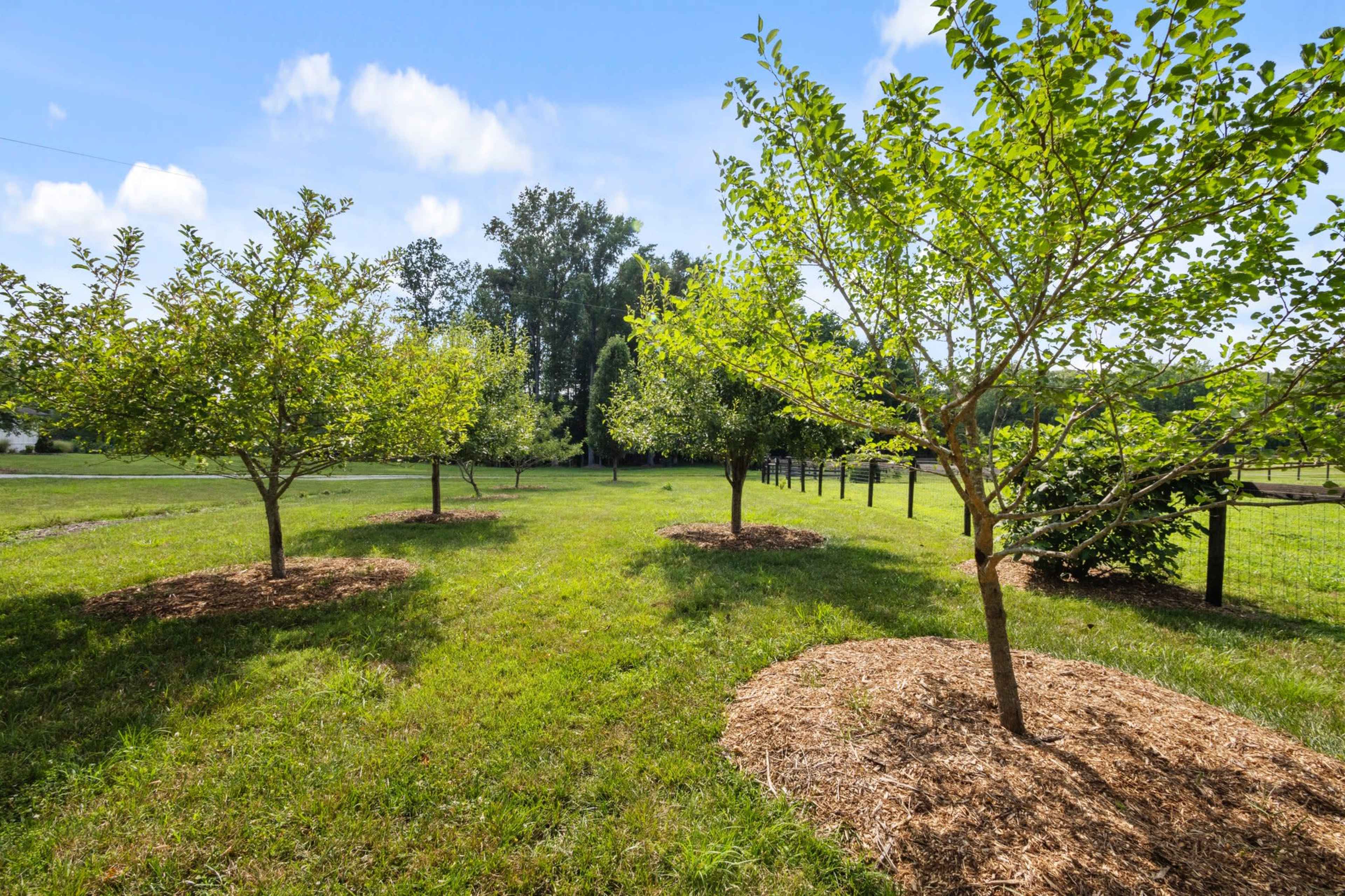 The image shows several young trees in a grassy field, surrounded by mulch and a fence in the background.