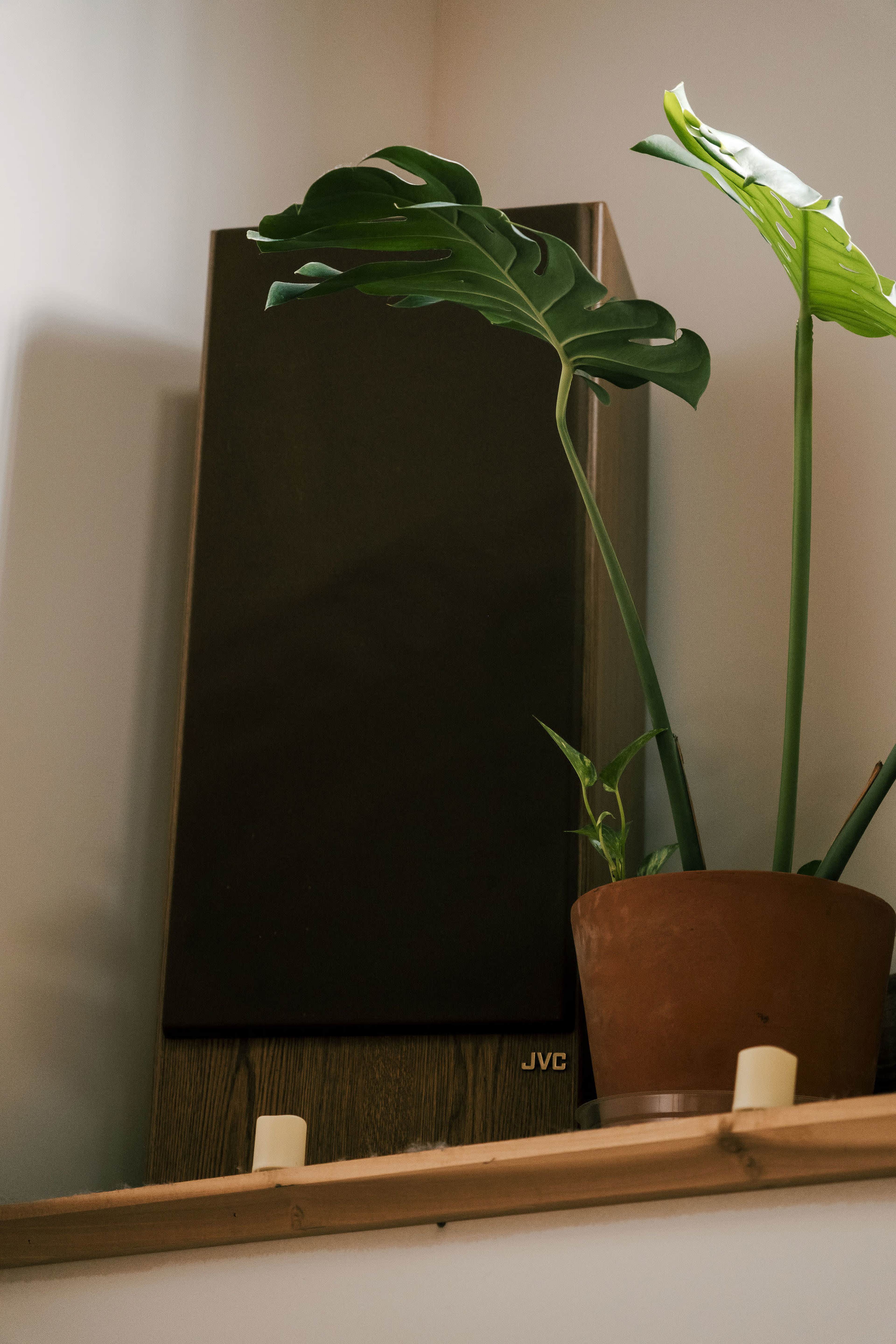 A potted plant is positioned beside a JVC speaker on a wooden shelf.