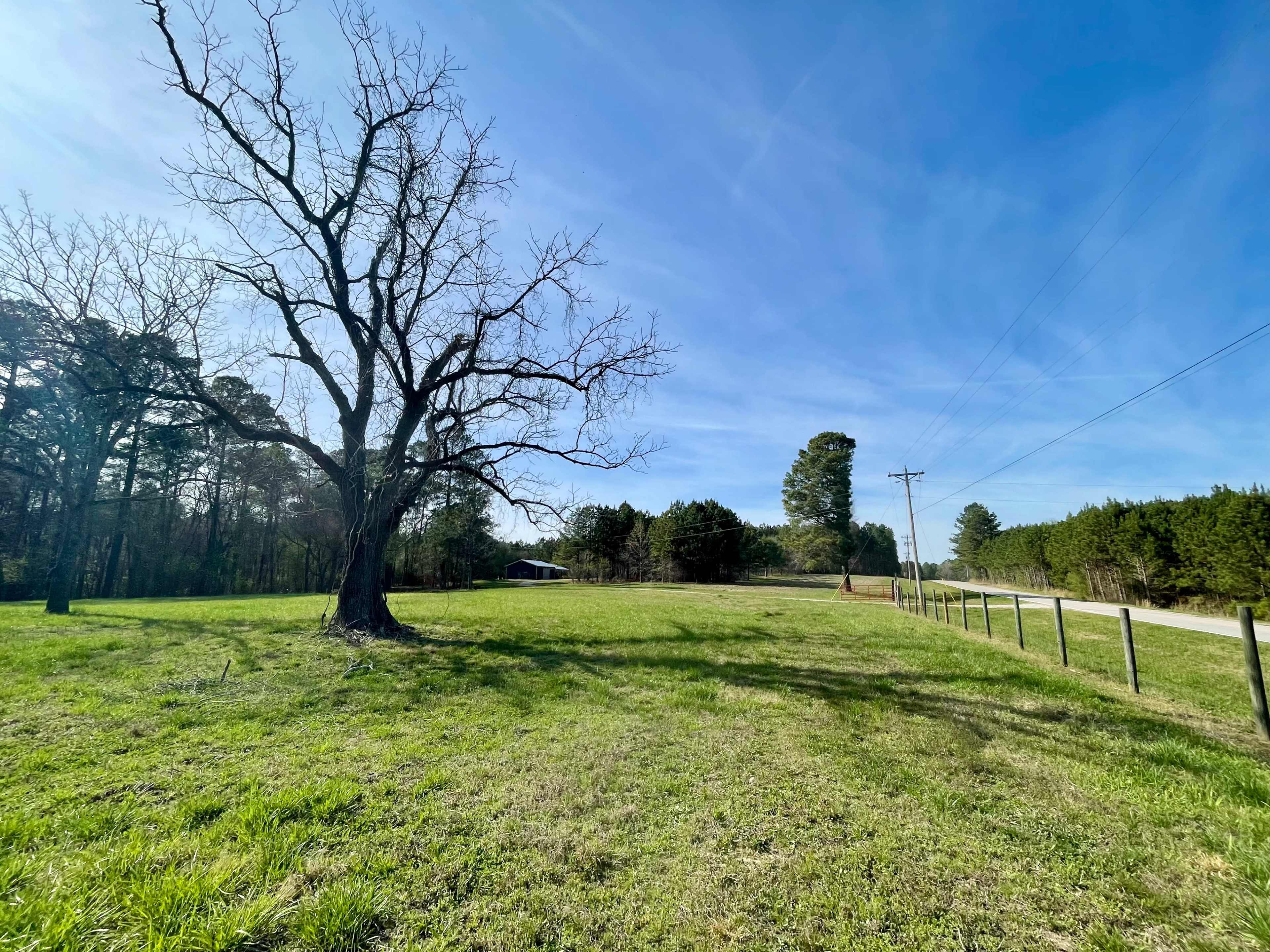 A barren tree stands on the edge of a green field next to a dirt road and a power line.