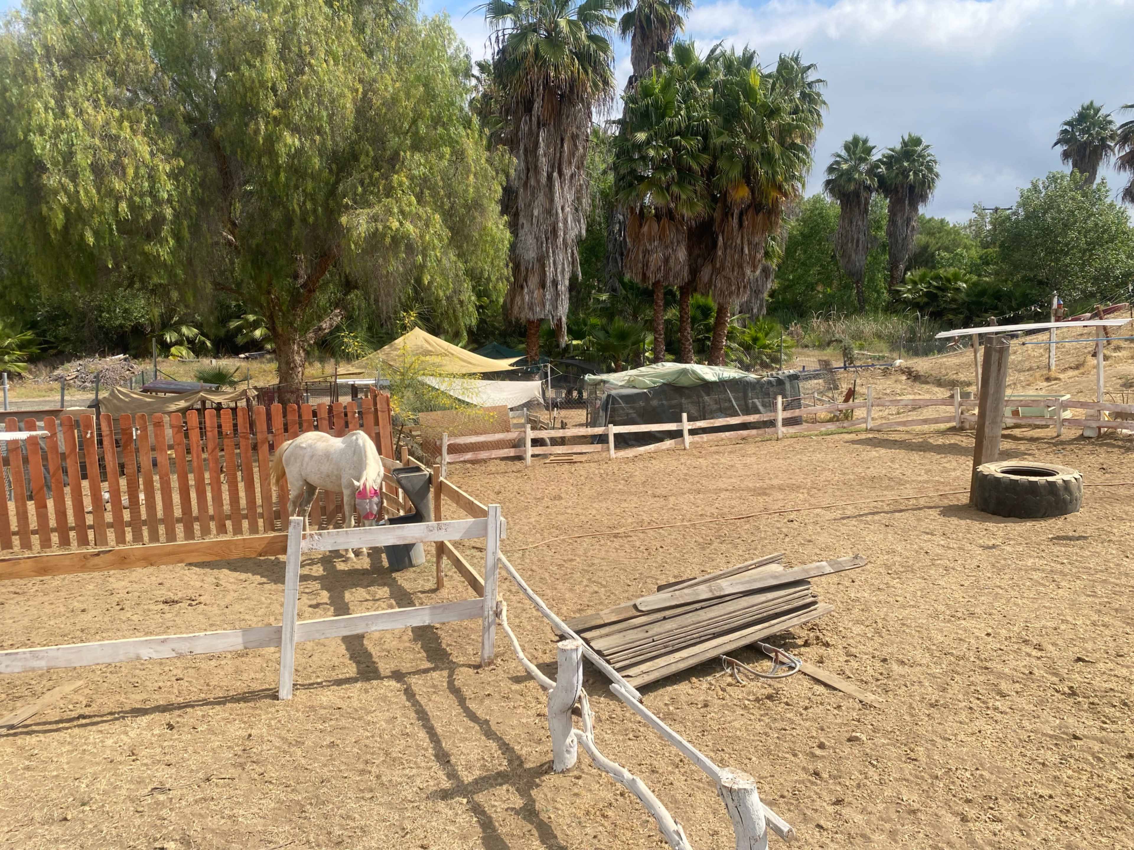 A white horse stands in a sandy pen surrounded by palm trees and wooden fencing.