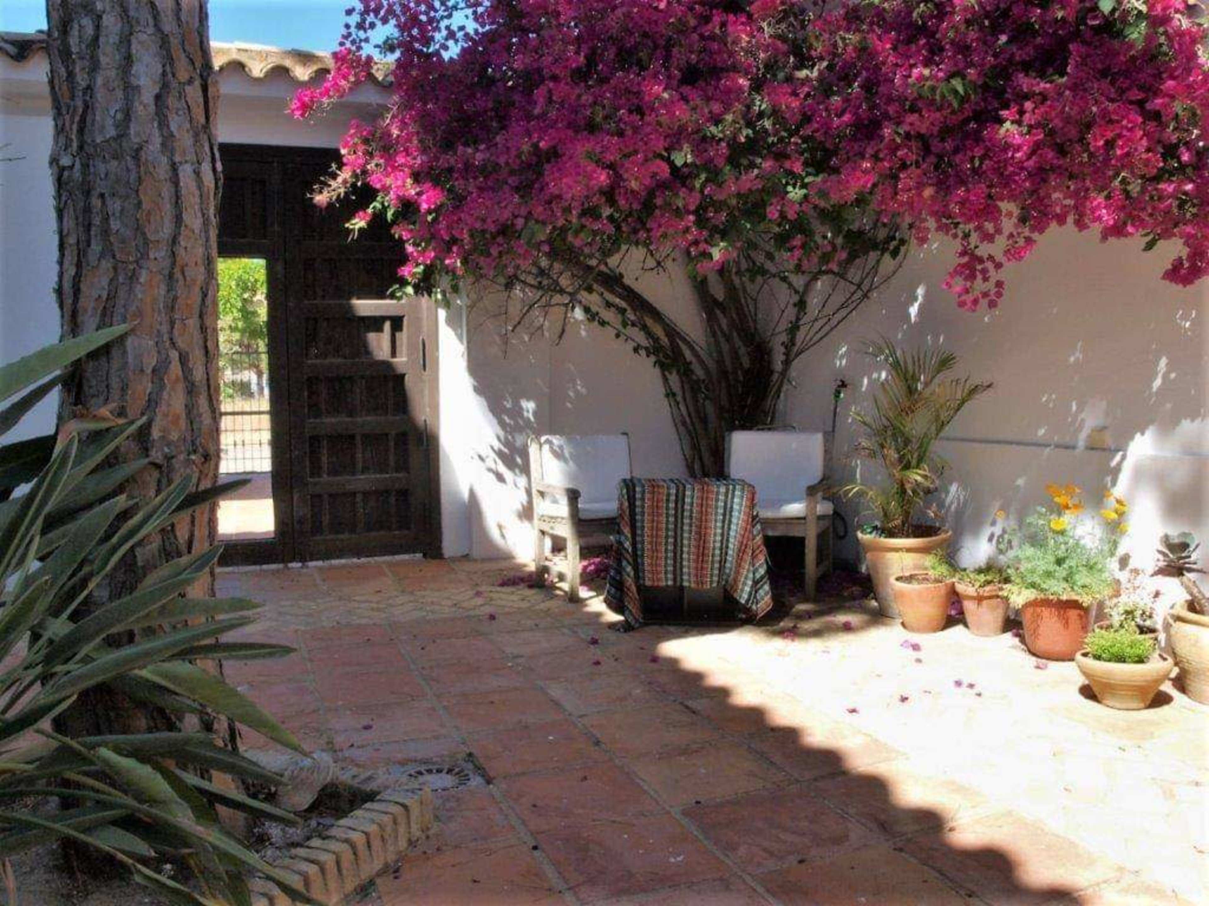 A quiet patio features two white chairs beneath a flowering bougainvillea and several potted plants arranged around a terracotta tile floor.