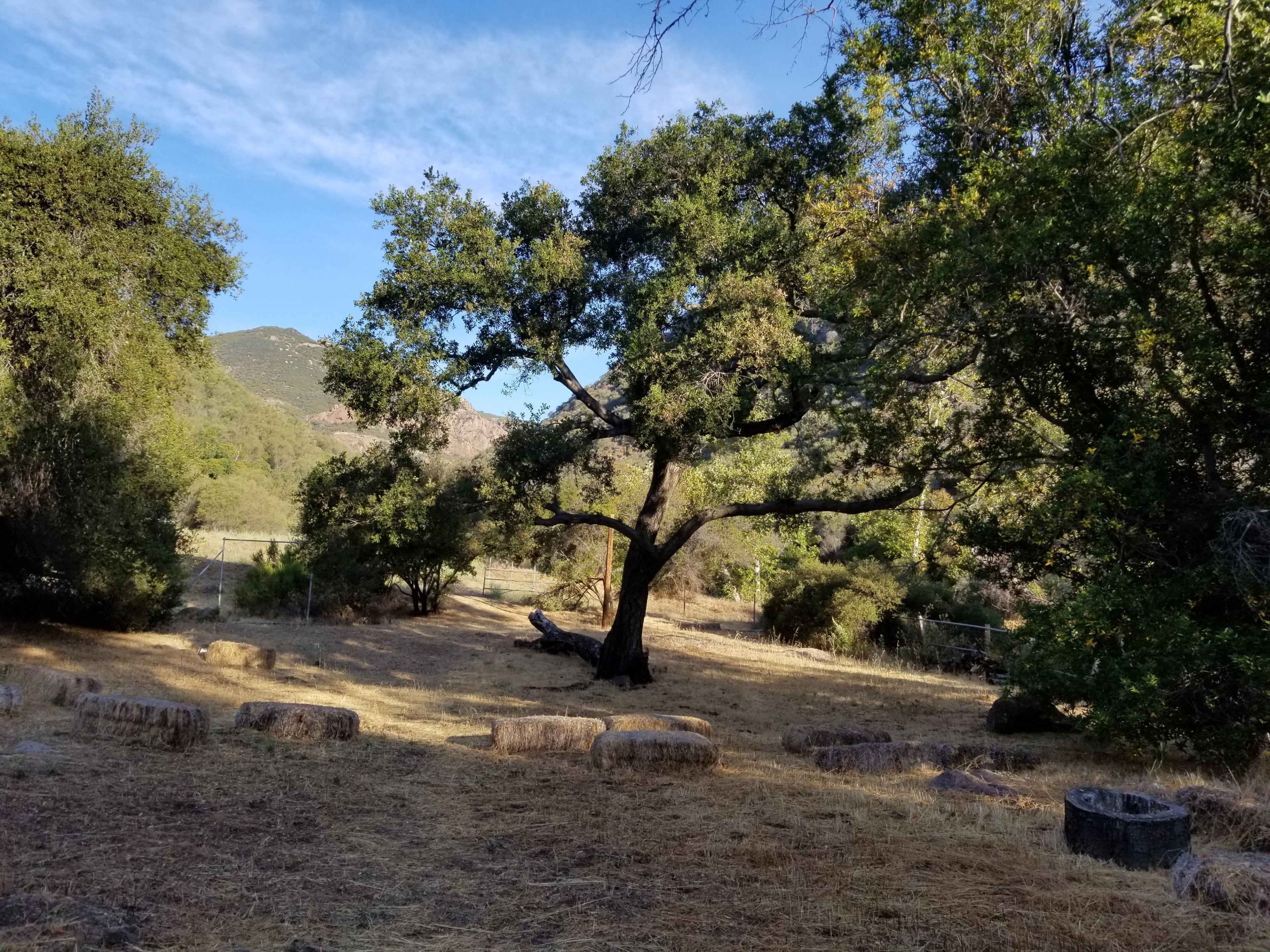 A large tree stands in a grassy clearing surrounded by shrubs and rocky terrain, with mountains visible in the background under a clear blue sky.