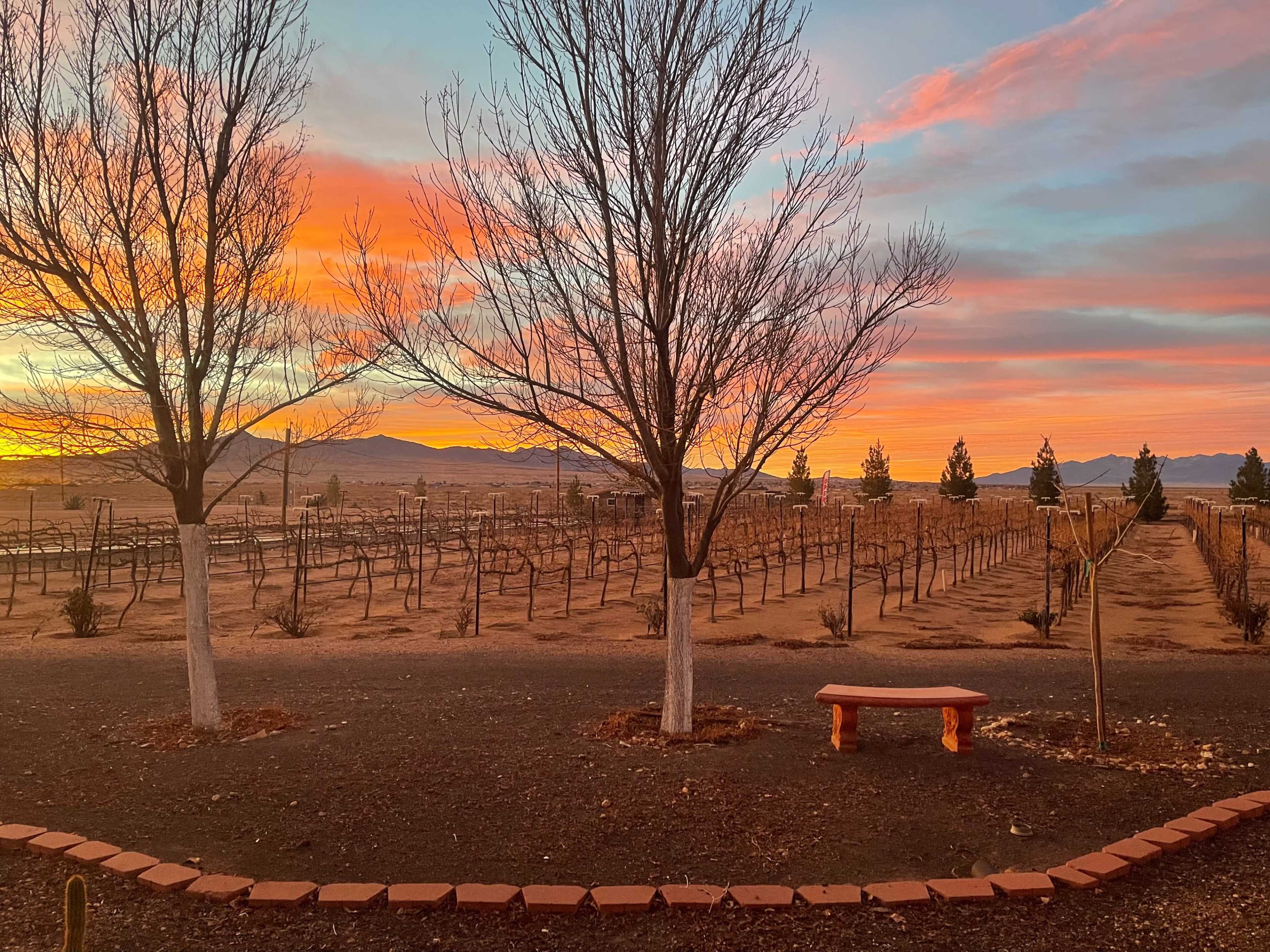 The scene features a vineyard with bare trees and a stone bench, set against a backdrop of a colorful sunset sky.