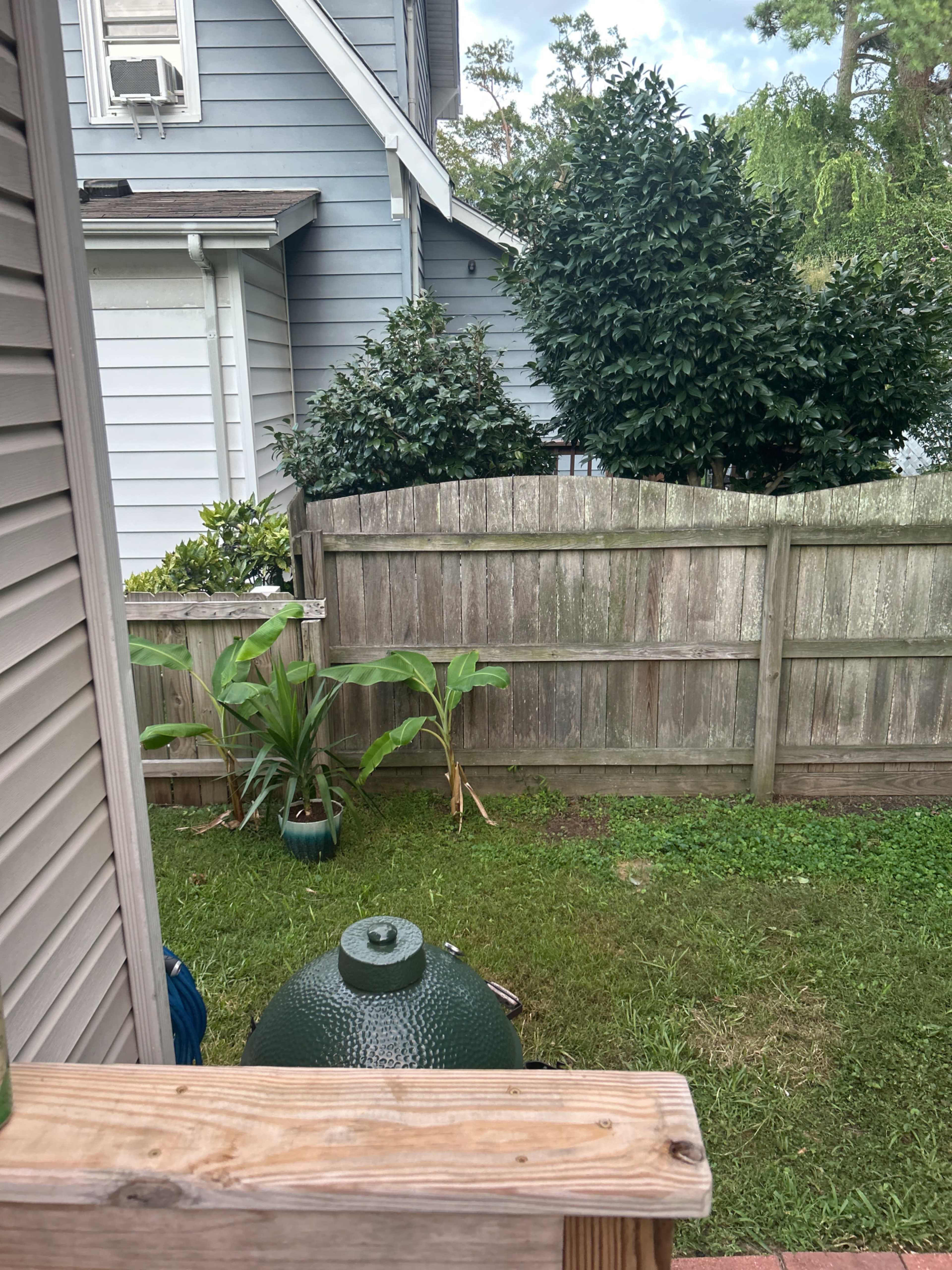The image shows a backyard scene with a wooden fence, neatly trimmed grass, and a few potted plants visible near the fence.