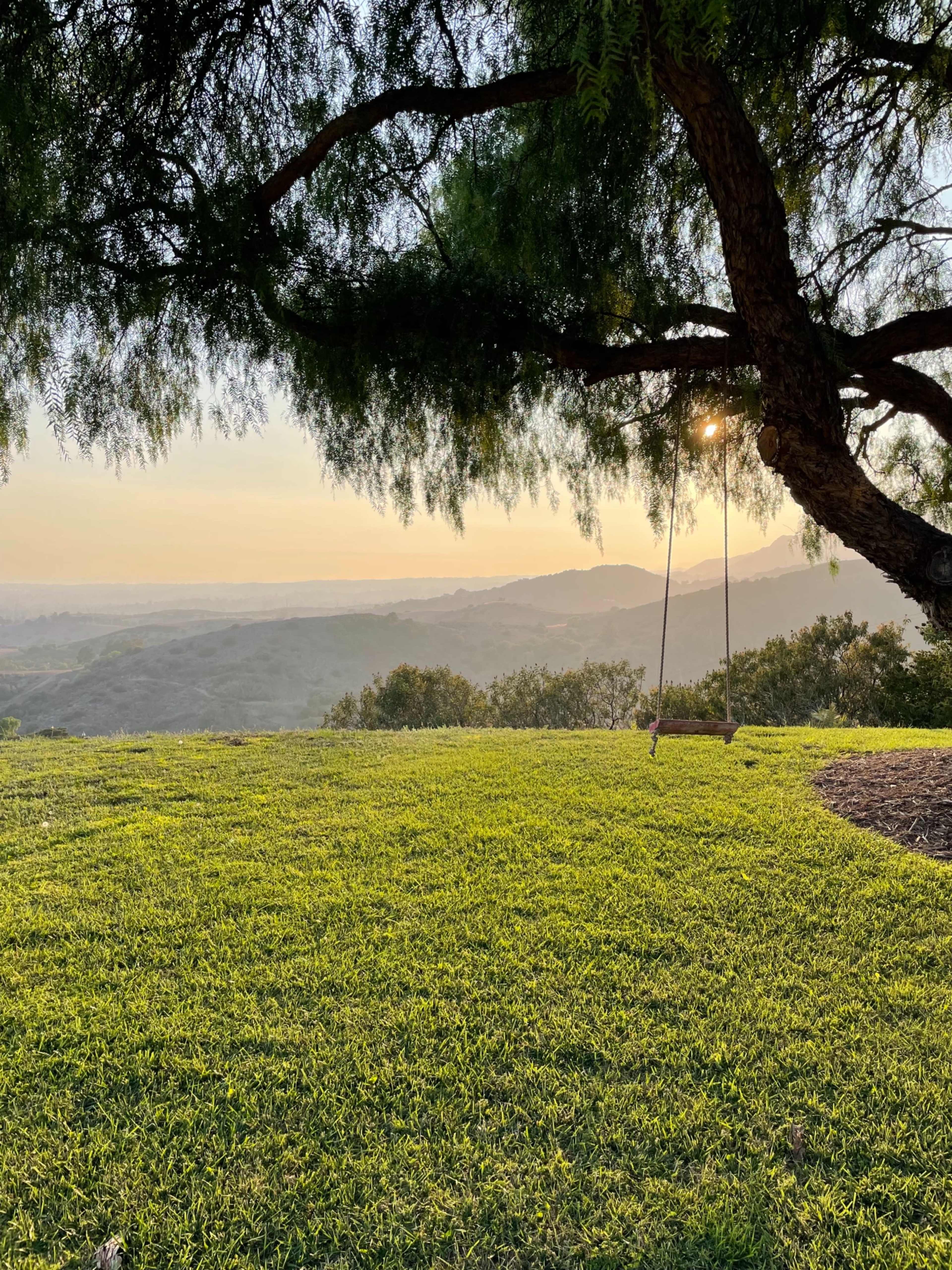 A swing hangs from a tree overlooking a green hillside bathed in golden light at sunset.