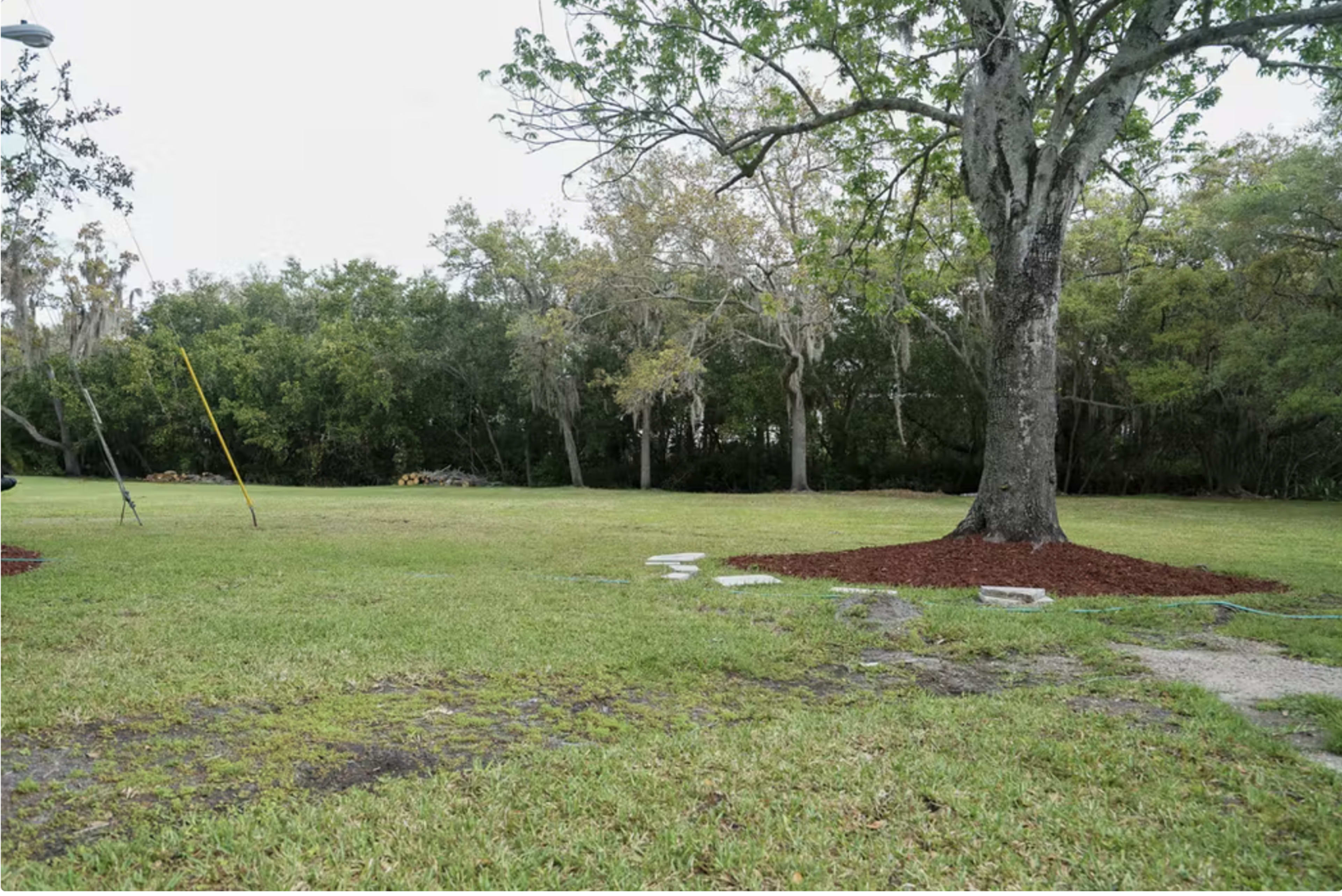 A grassy area with a large tree, surrounded by mulch and bordered by a backdrop of dense vegetation.