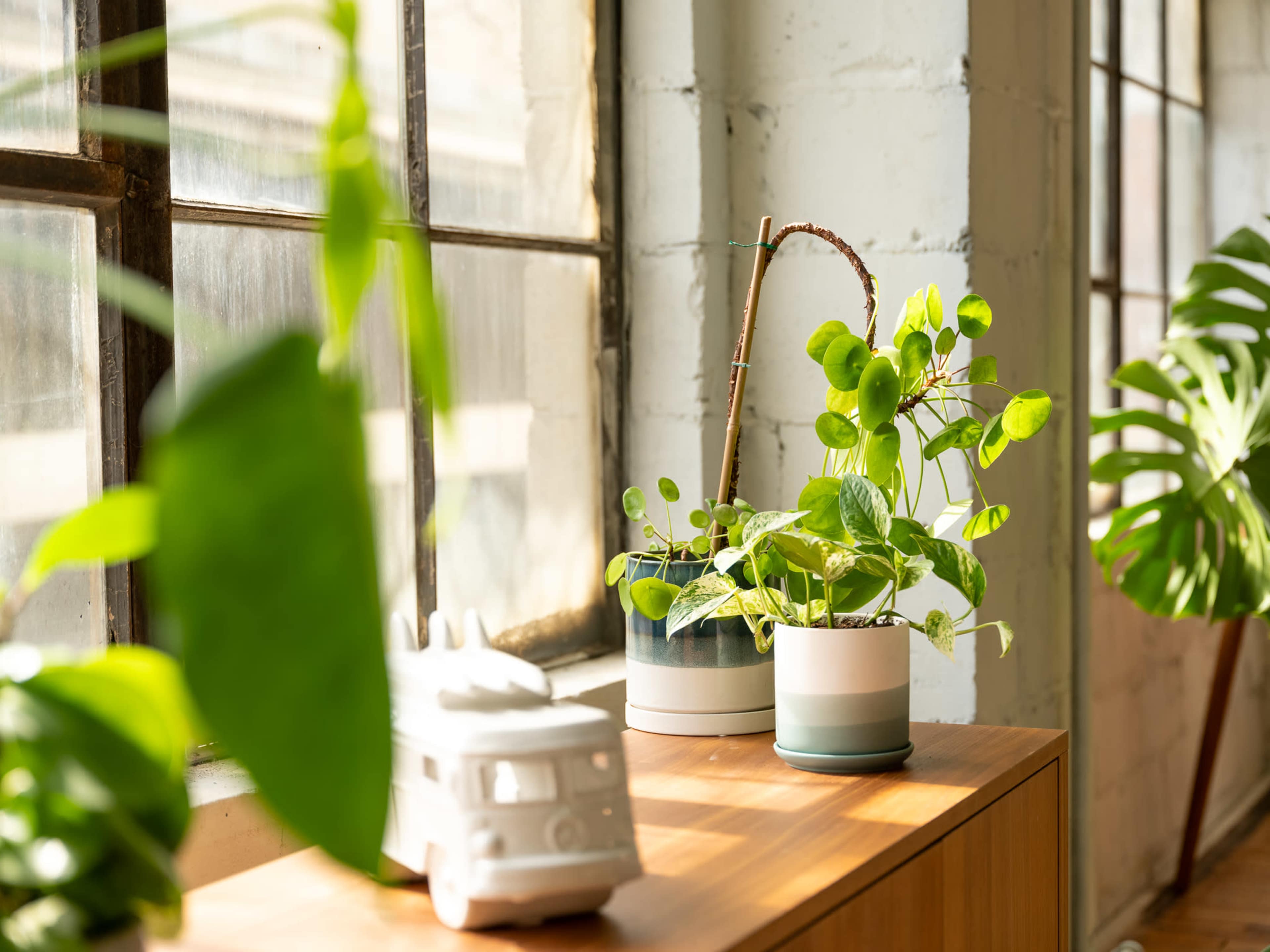 The image shows potted plants on a wooden surface near large windows, with a small decorative vehicle in the foreground.