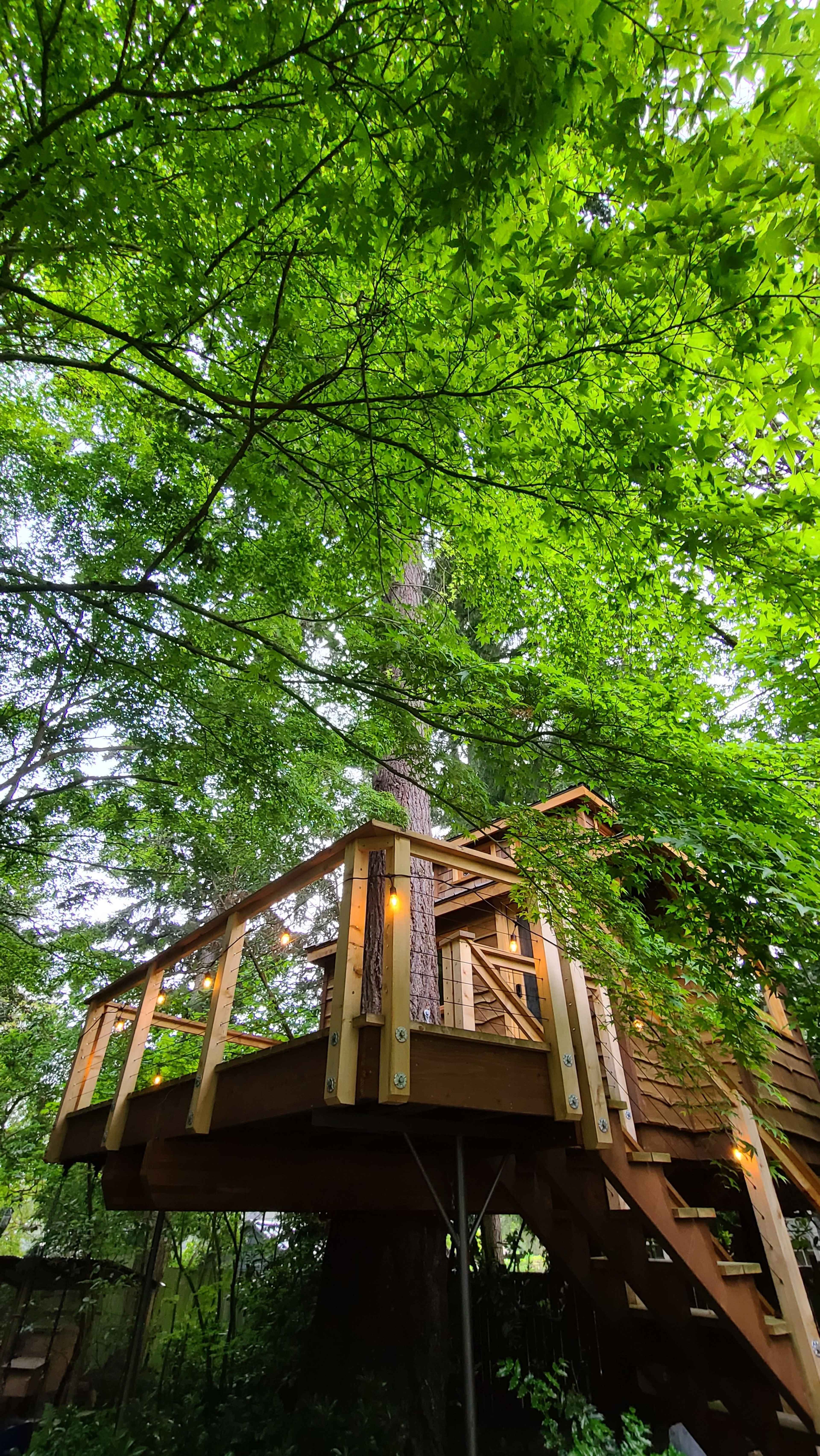 A wooden treehouse is built high in the branches of a large tree, surrounded by lush green foliage.
