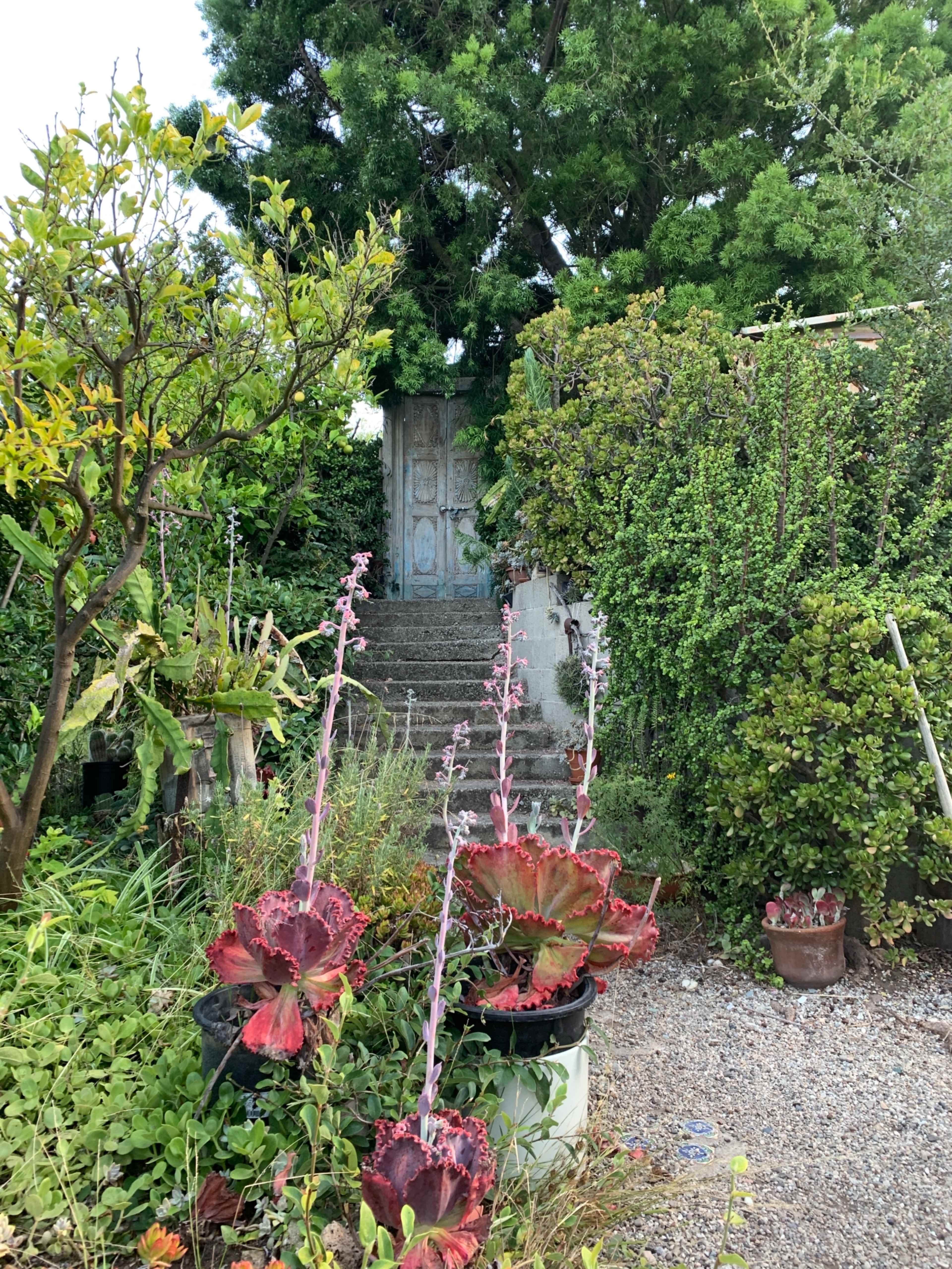 A set of stone steps leads up to a weathered door surrounded by lush greenery and potted plants.