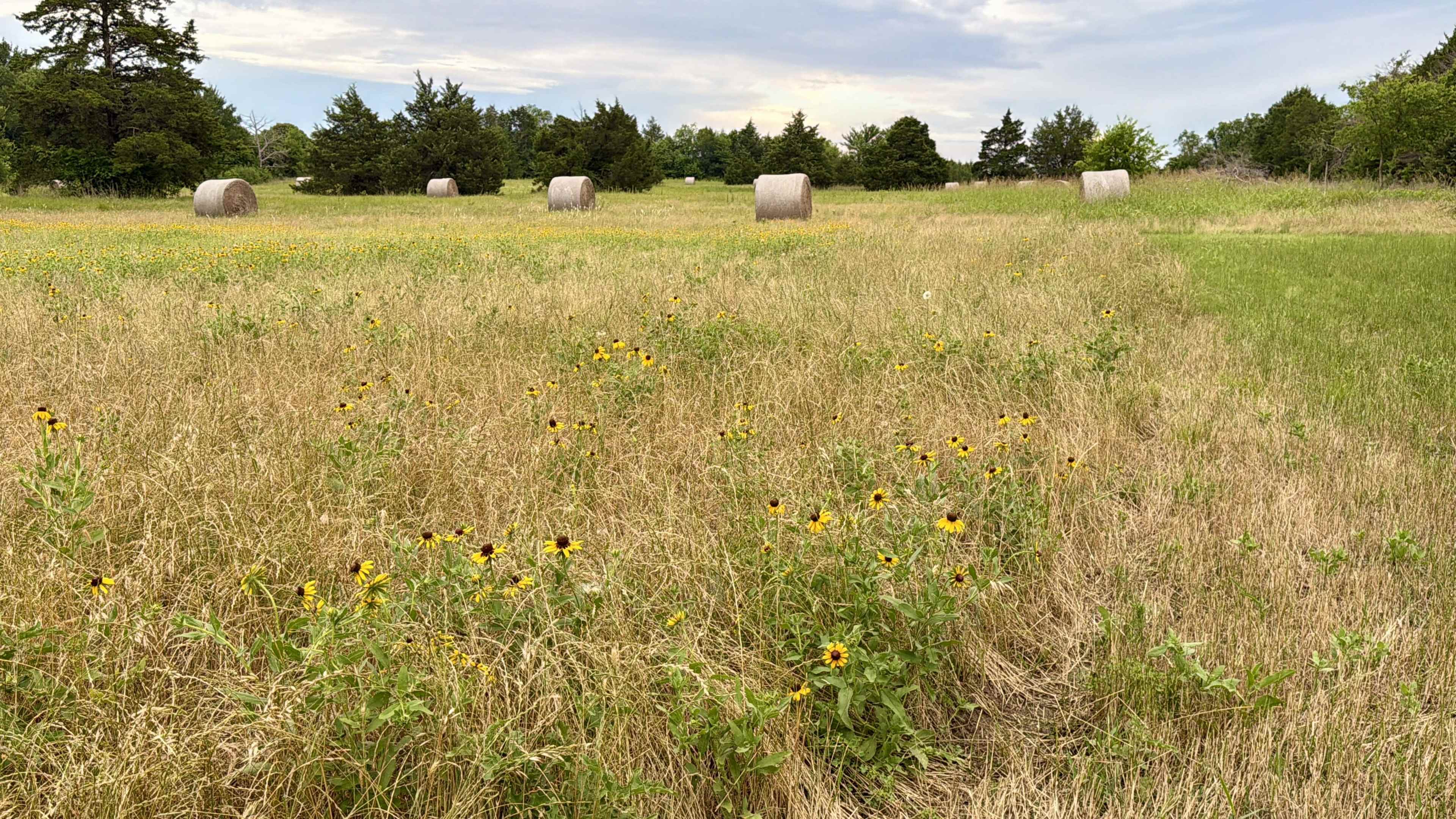 A grassy field features several round hay bales surrounded by wildflowers and scattered trees under a cloudy sky.