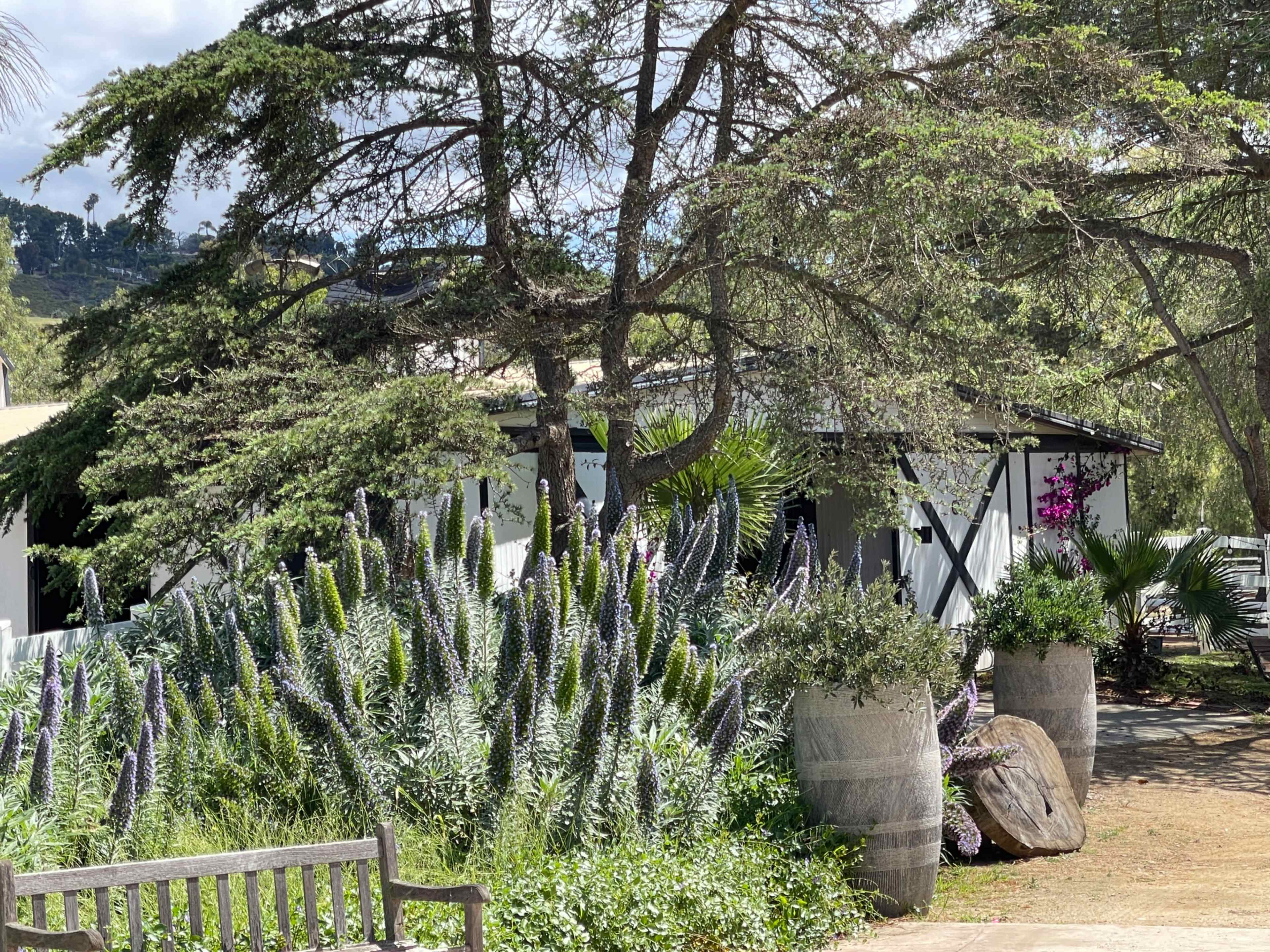 A house with a white exterior is surrounded by lush greenery and flowering plants, including large barrels in the garden.