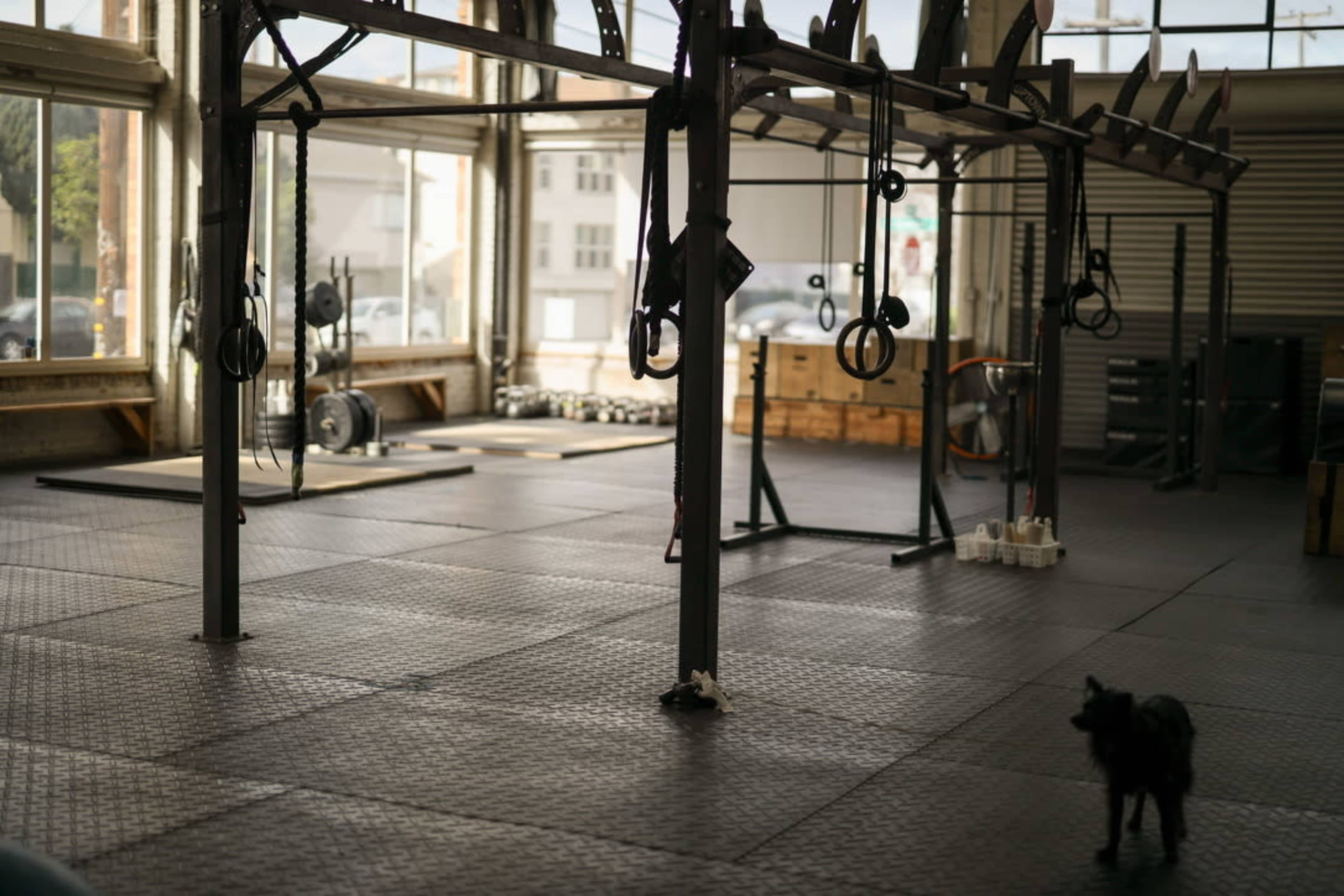 Beautiful light-filled old-school gym Image in Temescal, Oakland, CA