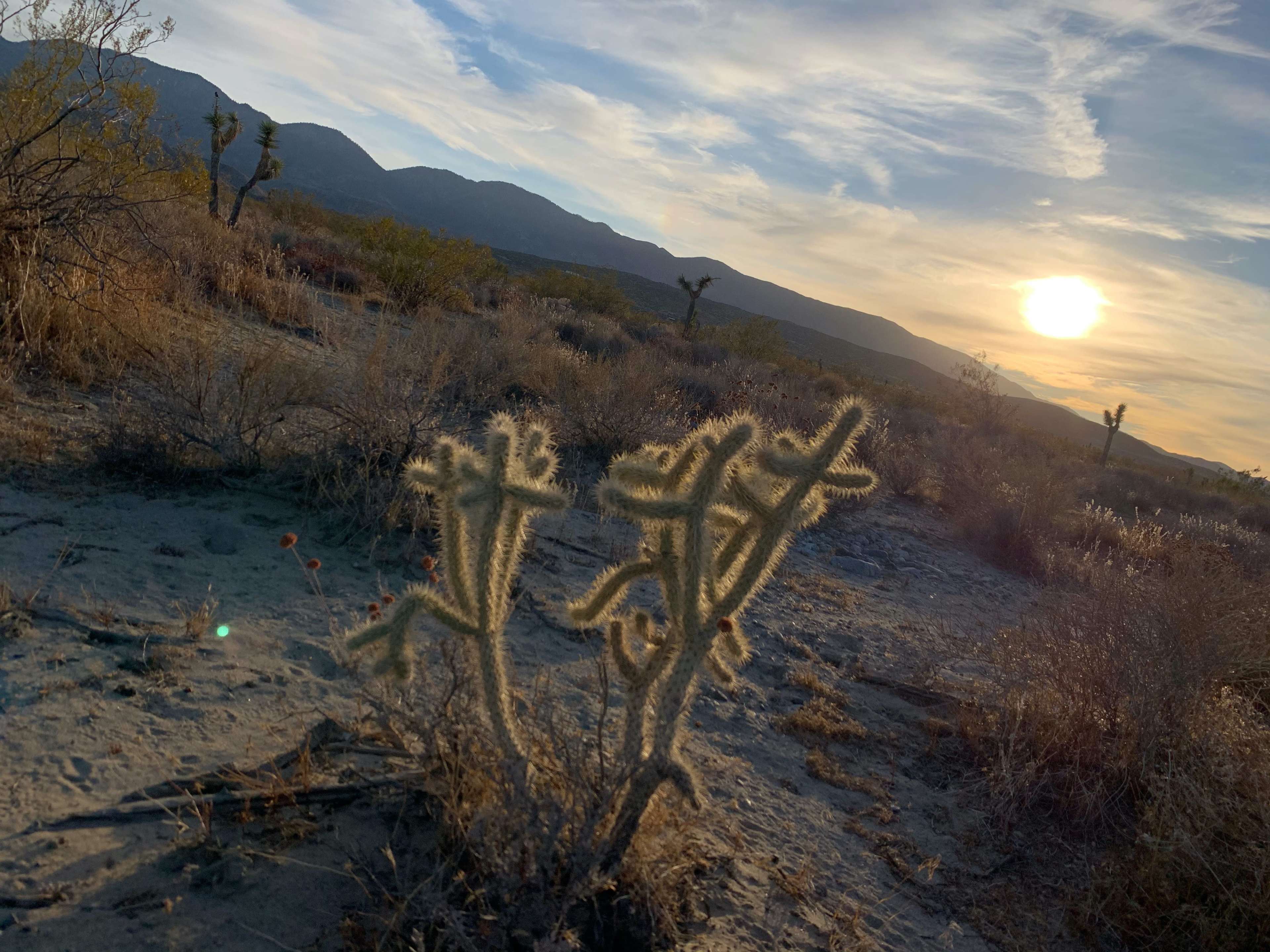 A cholla cactus stands in the foreground against a backdrop of mountains and a sunset in a desert landscape.