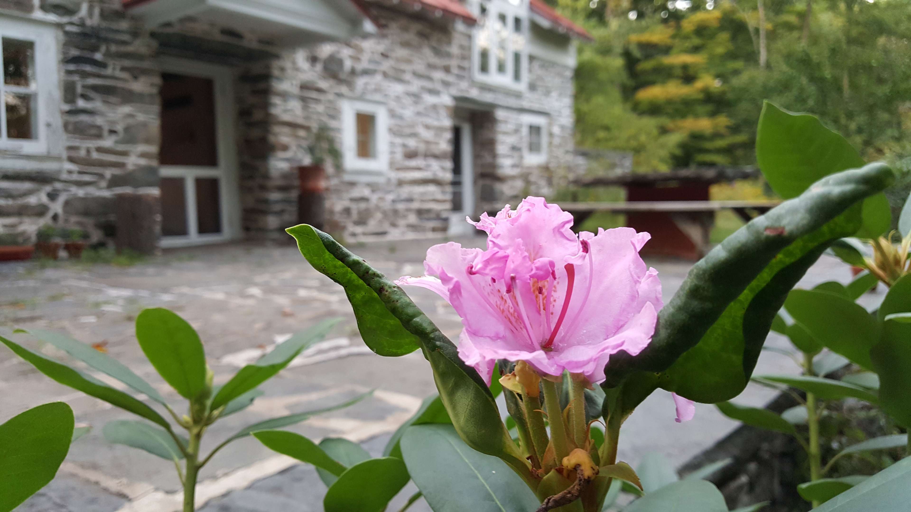 A pink flower is in focus, with a stone building visible in the background.
