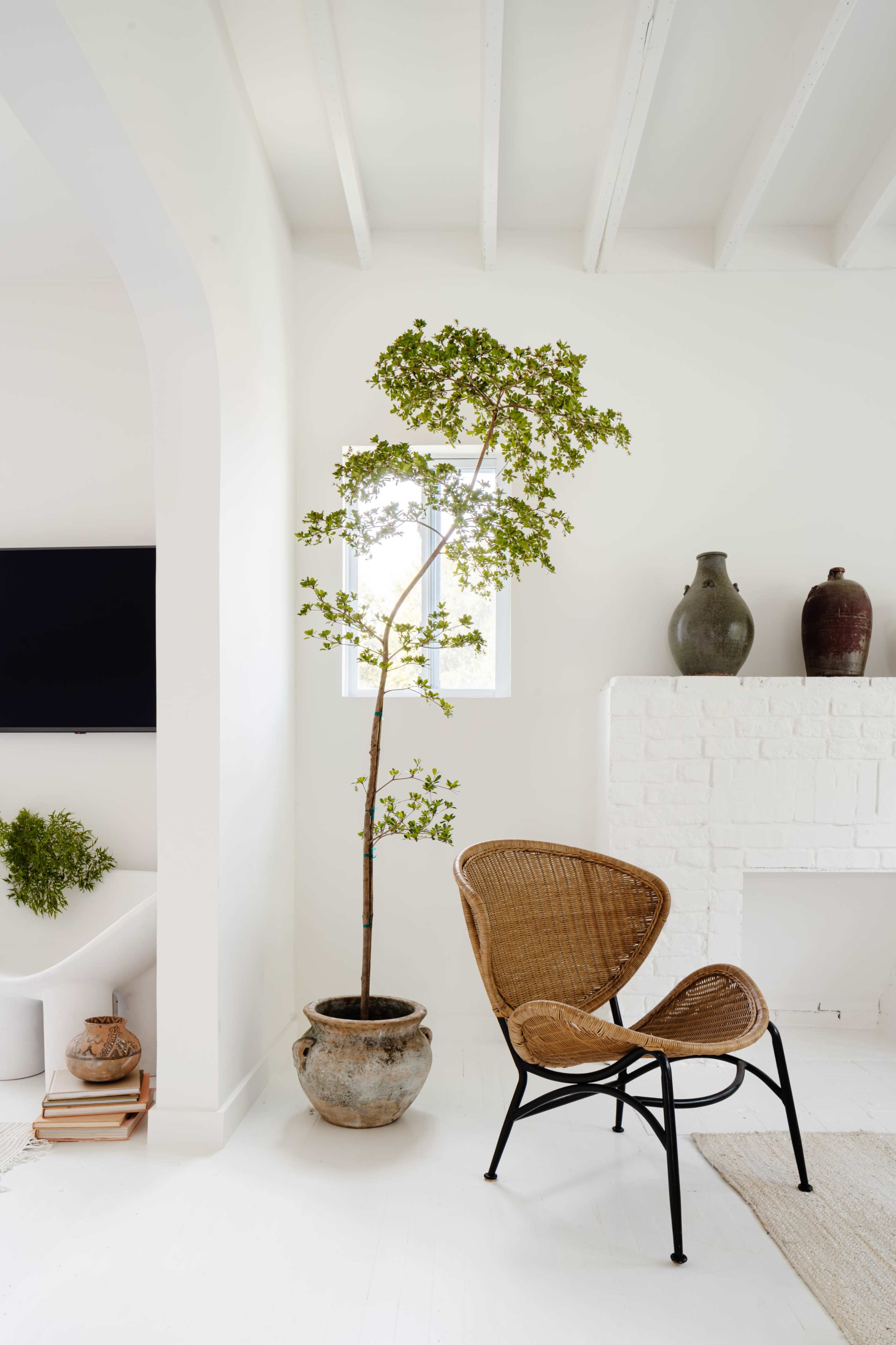 A rattan chair sits beside a potted tree in a minimalist white room featuring a fireplace and a wall-mounted television.