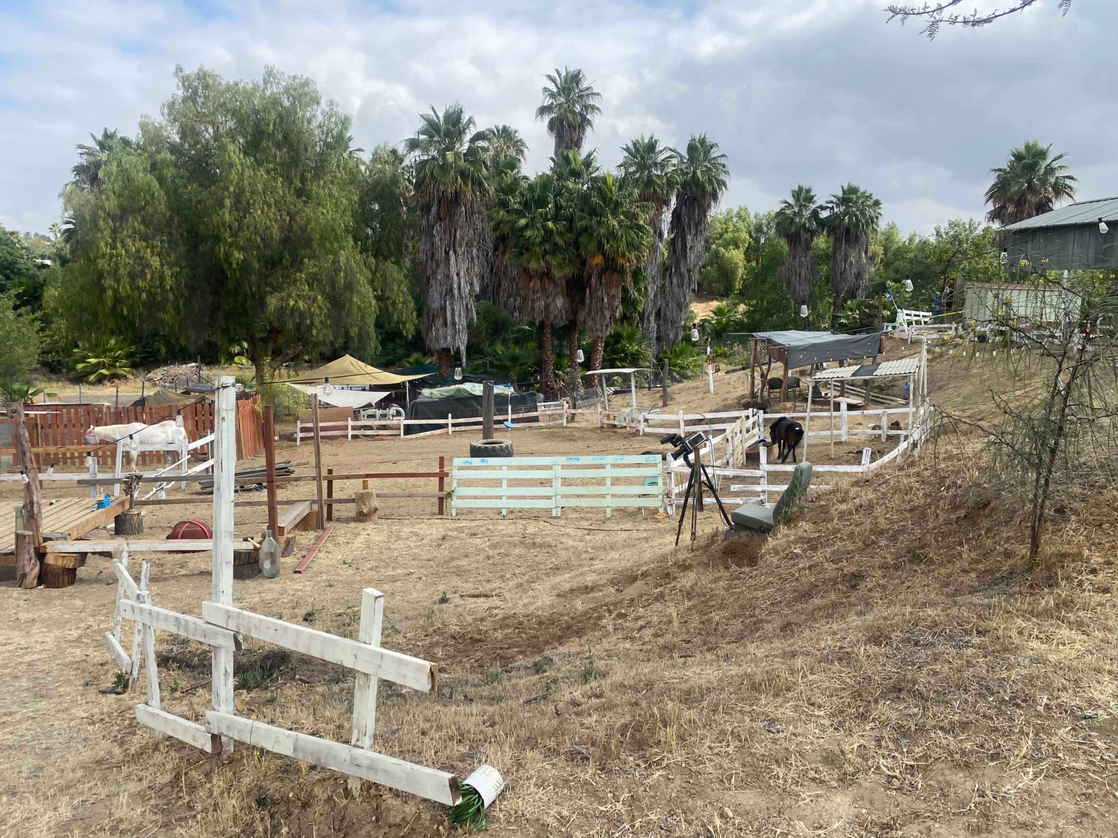 The image depicts a dry, open space with white fences, several palm trees, and structures indicating a rural farm or ranch environment.