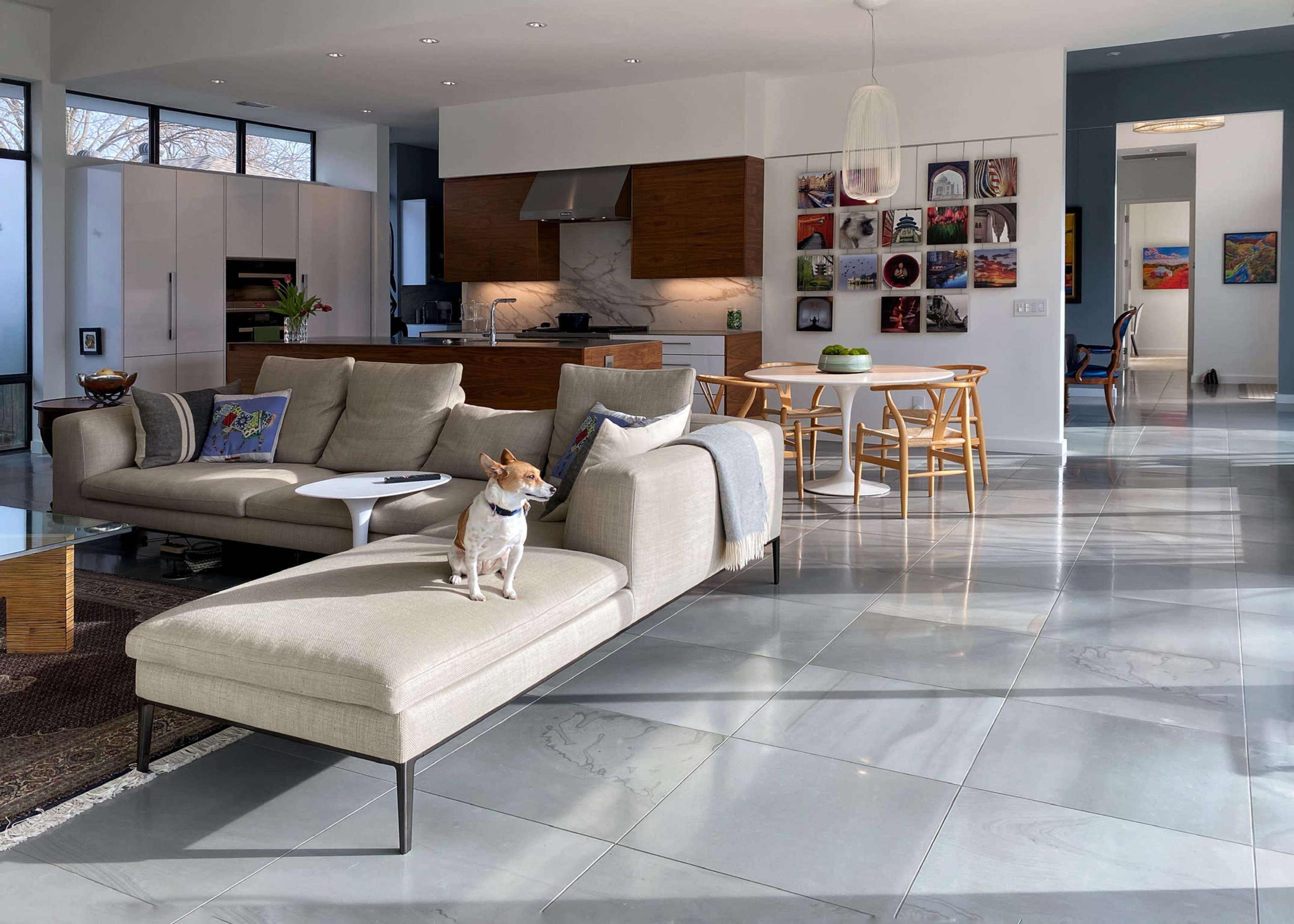 A small dog sits on a sectional sofa in a modern living room with polished floors, large windows, and an adjoining kitchen area.