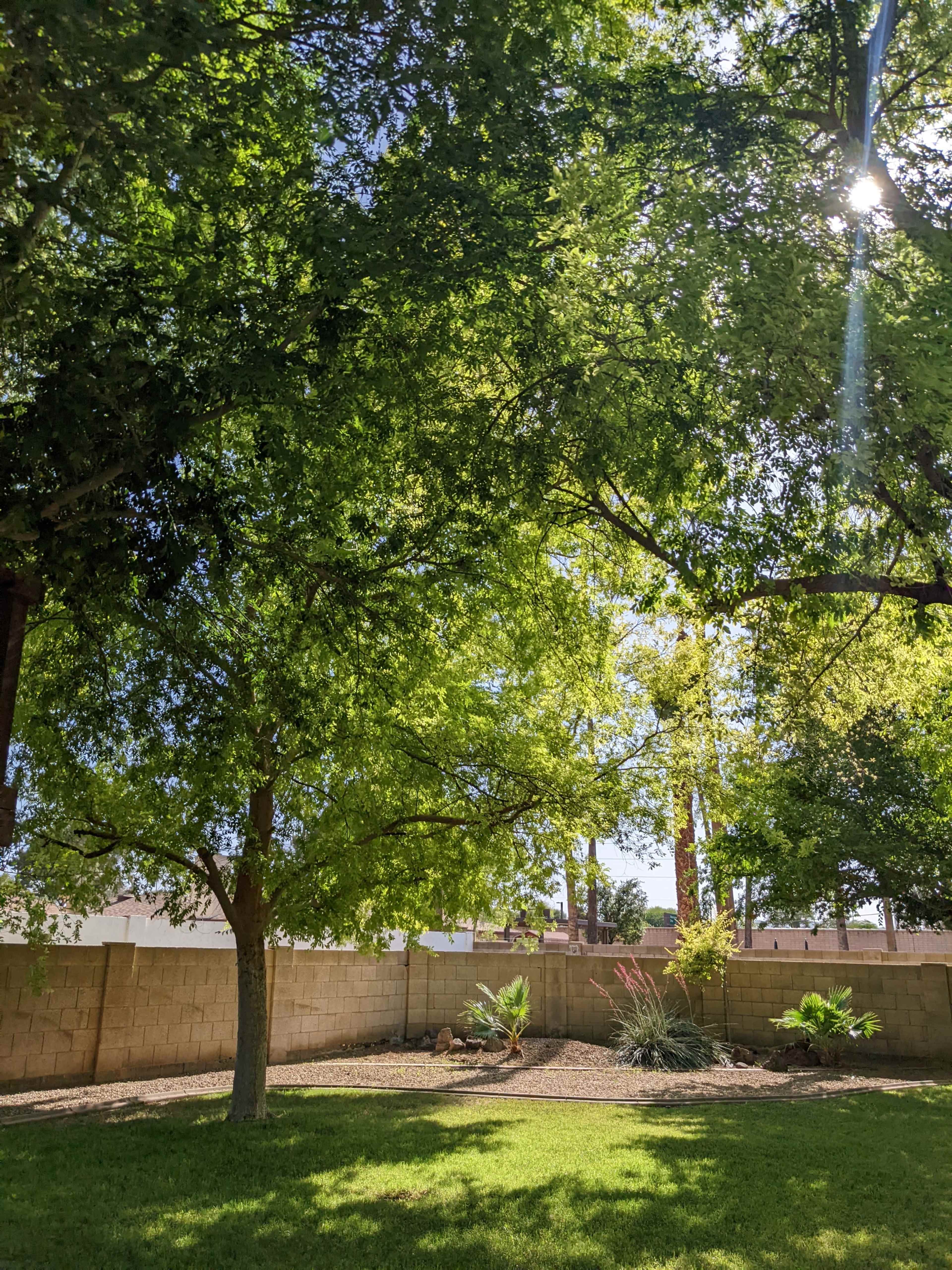 A sunlit backyard features lush green trees and a landscaped area with gravel and plants.