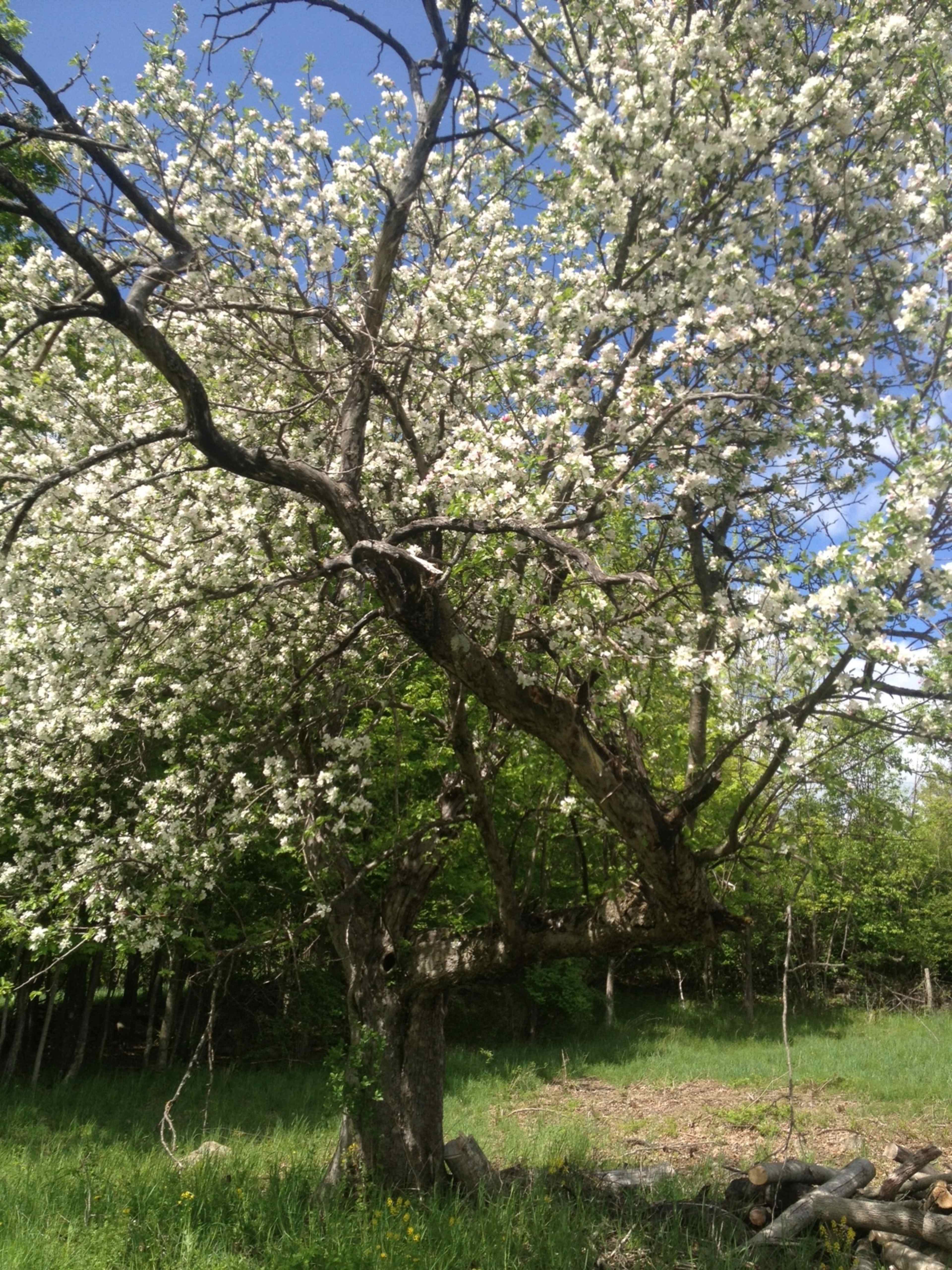 A flowering tree with white blossoms stands in a grassy field surrounded by green foliage.