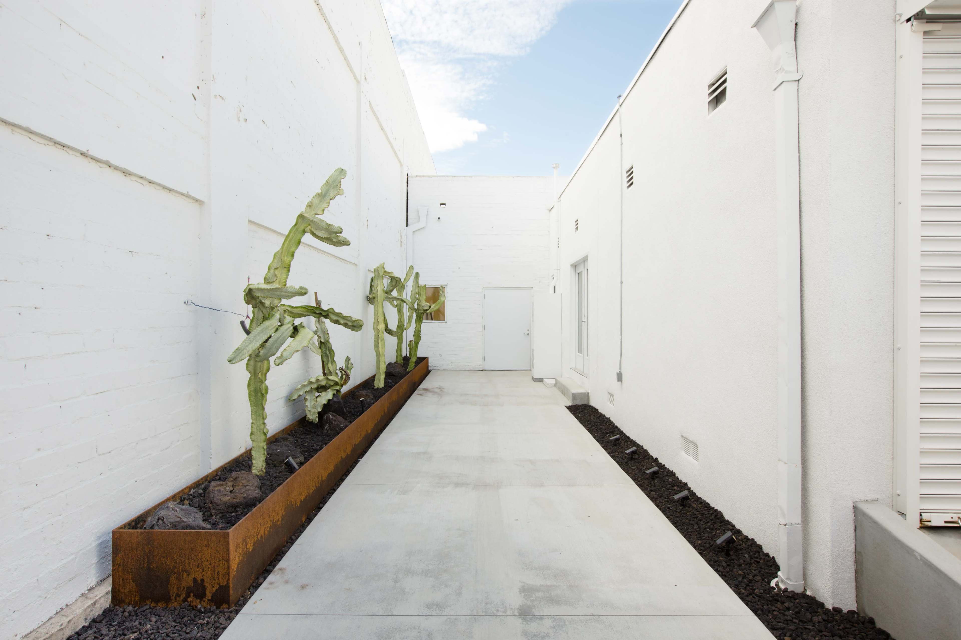 The image shows a narrow pathway flanked by a white wall on one side and a planter with tall, green cacti on the other side, leading to a closed door.