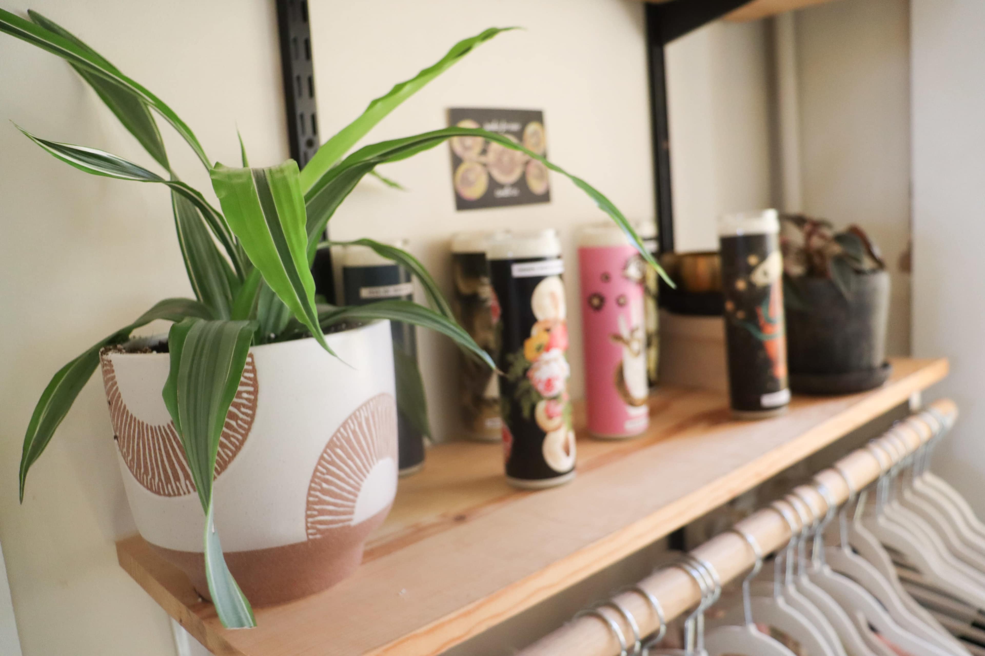 A shelf displays a potted plant beside several colorful cylindrical containers and a small pot in a shop setting.