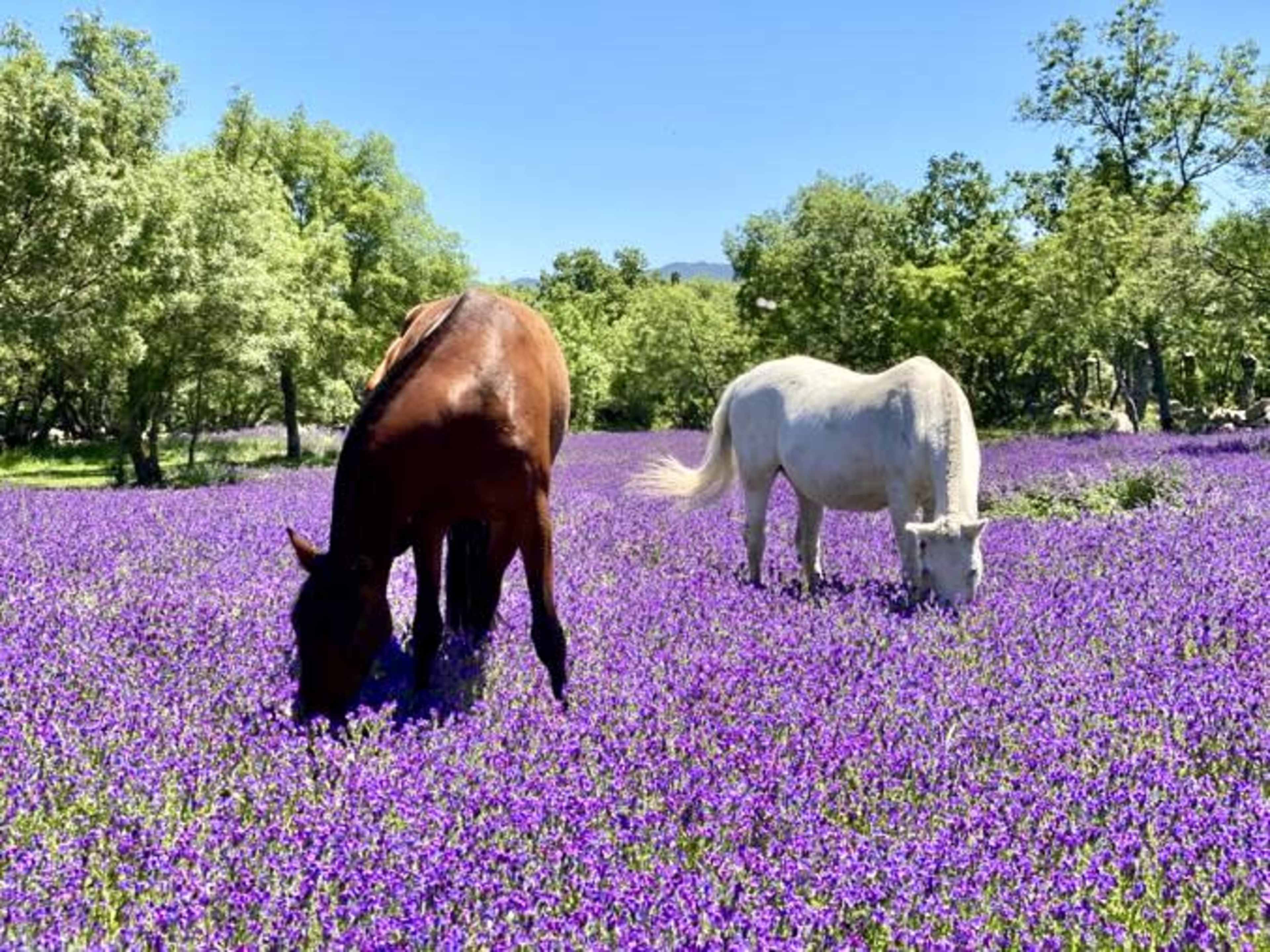 Two horses, one brown and one white, graze in a field of vibrant purple flowers under a clear blue sky.