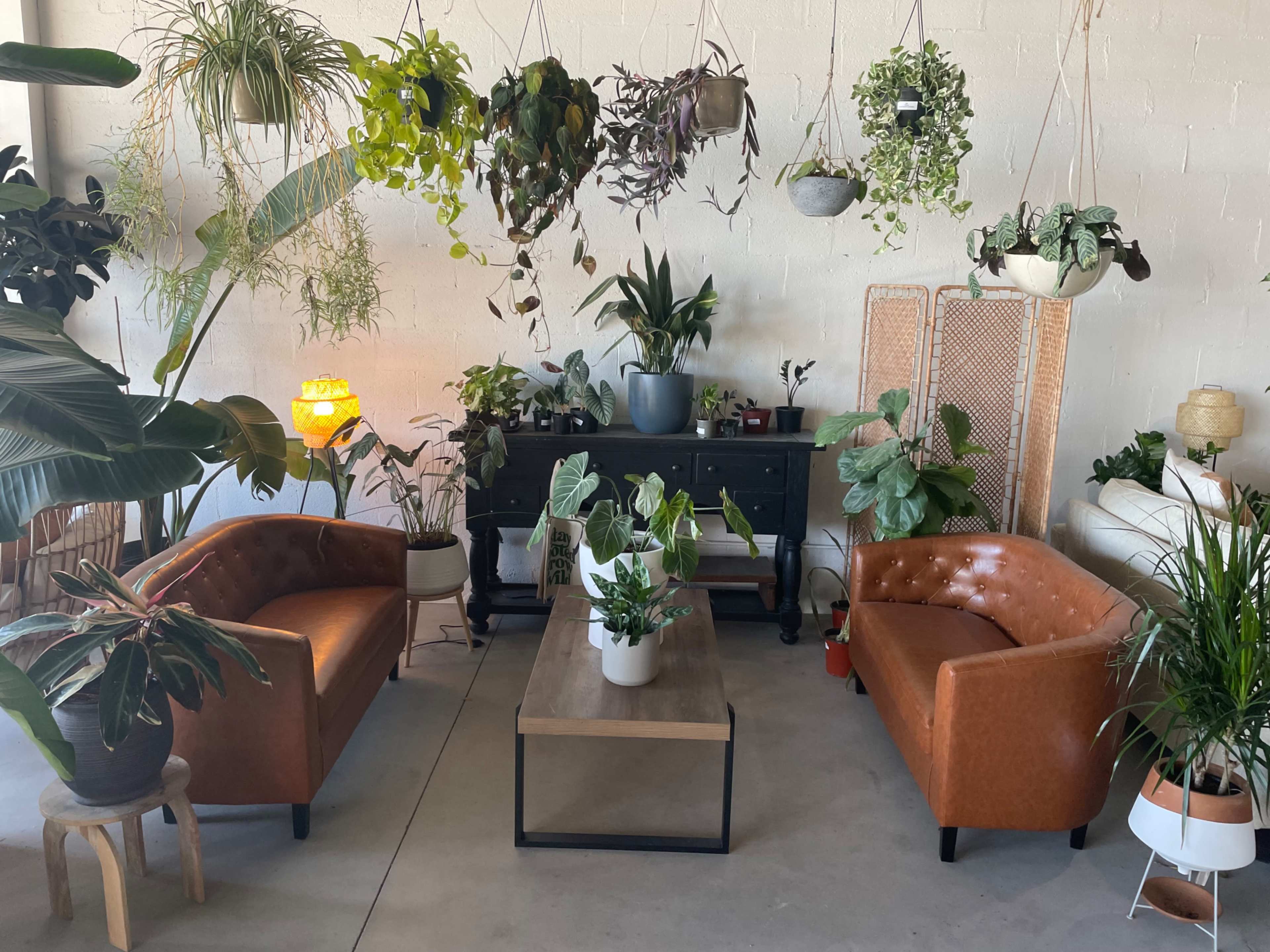 A bright indoor space featuring two brown leather sofas, a wooden coffee table, and various hanging and potted plants arranged throughout.