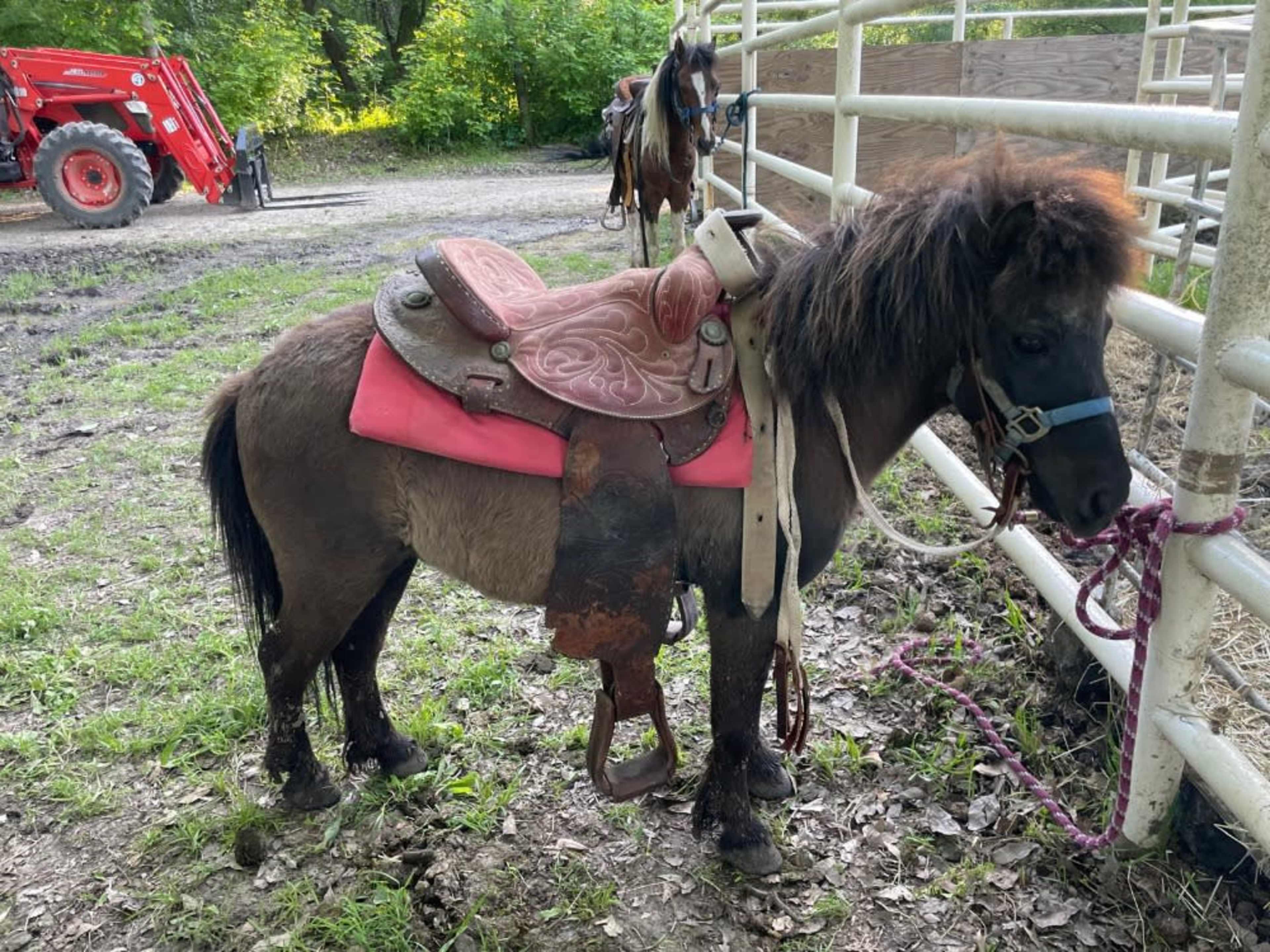 Pony's