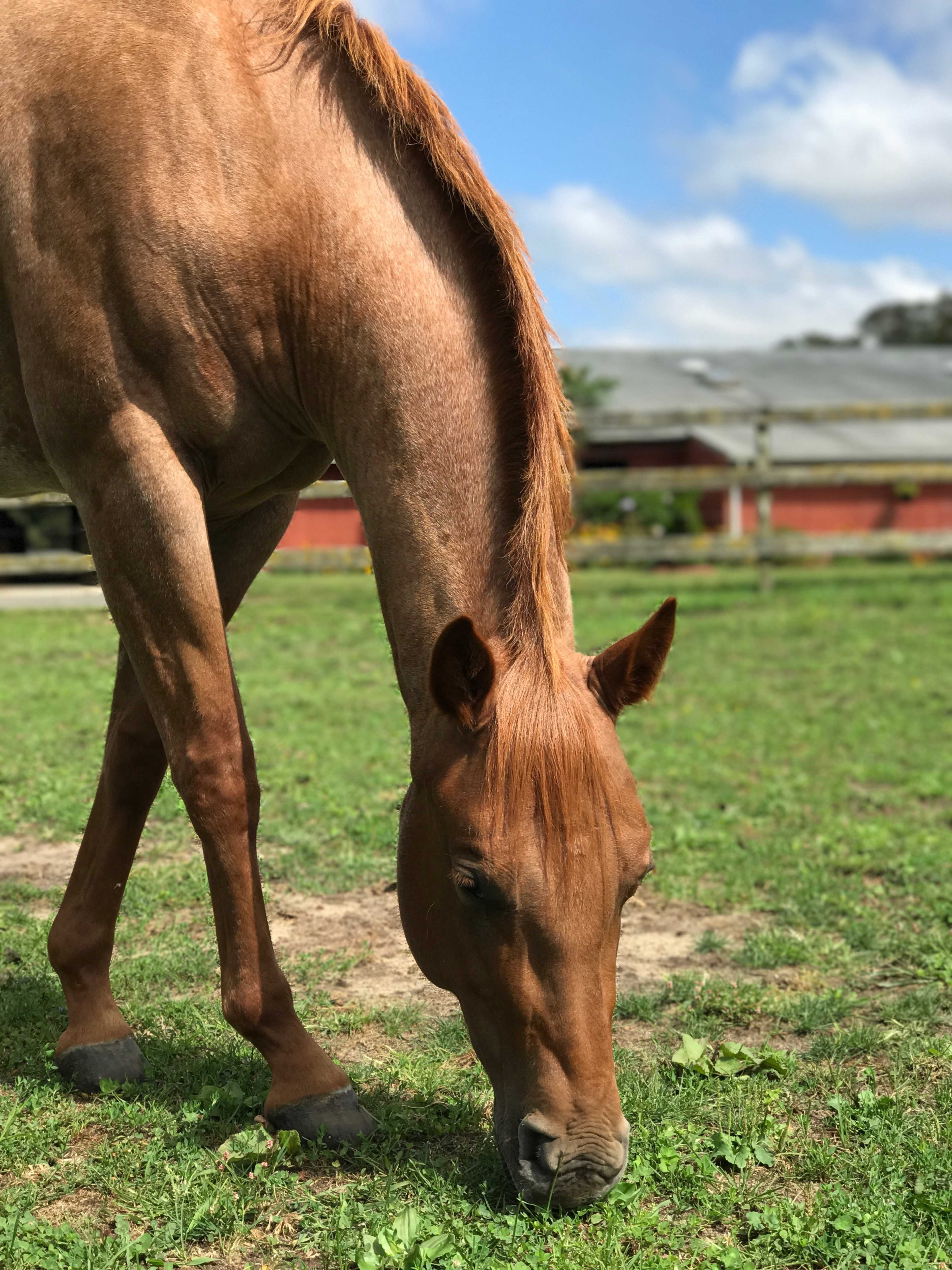 A brown horse grazes on grass in a field with a barn in the background.