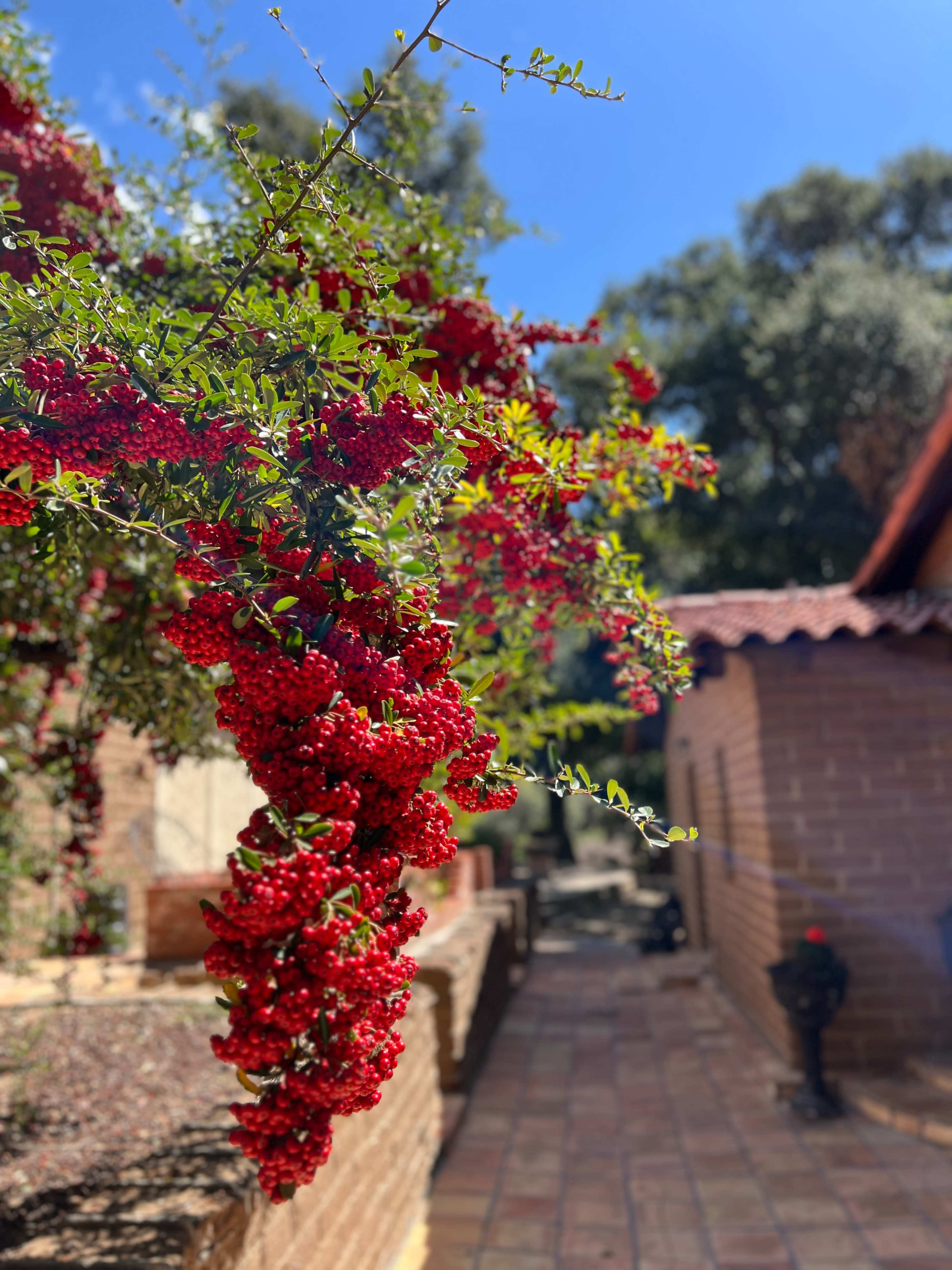 Bright red flowers hang from a green branch, with a brick pathway and a rustic building visible in the background.