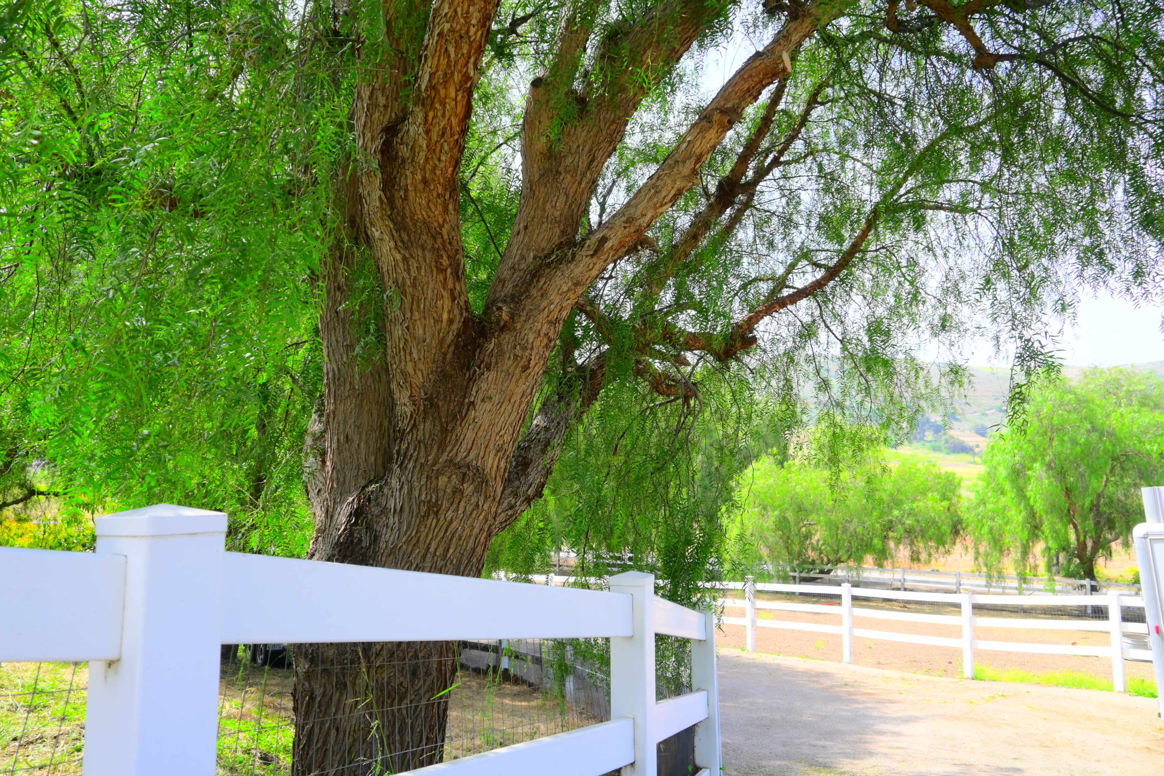 A large tree with lush green foliage stands beside a white wooden fence along a driveway.