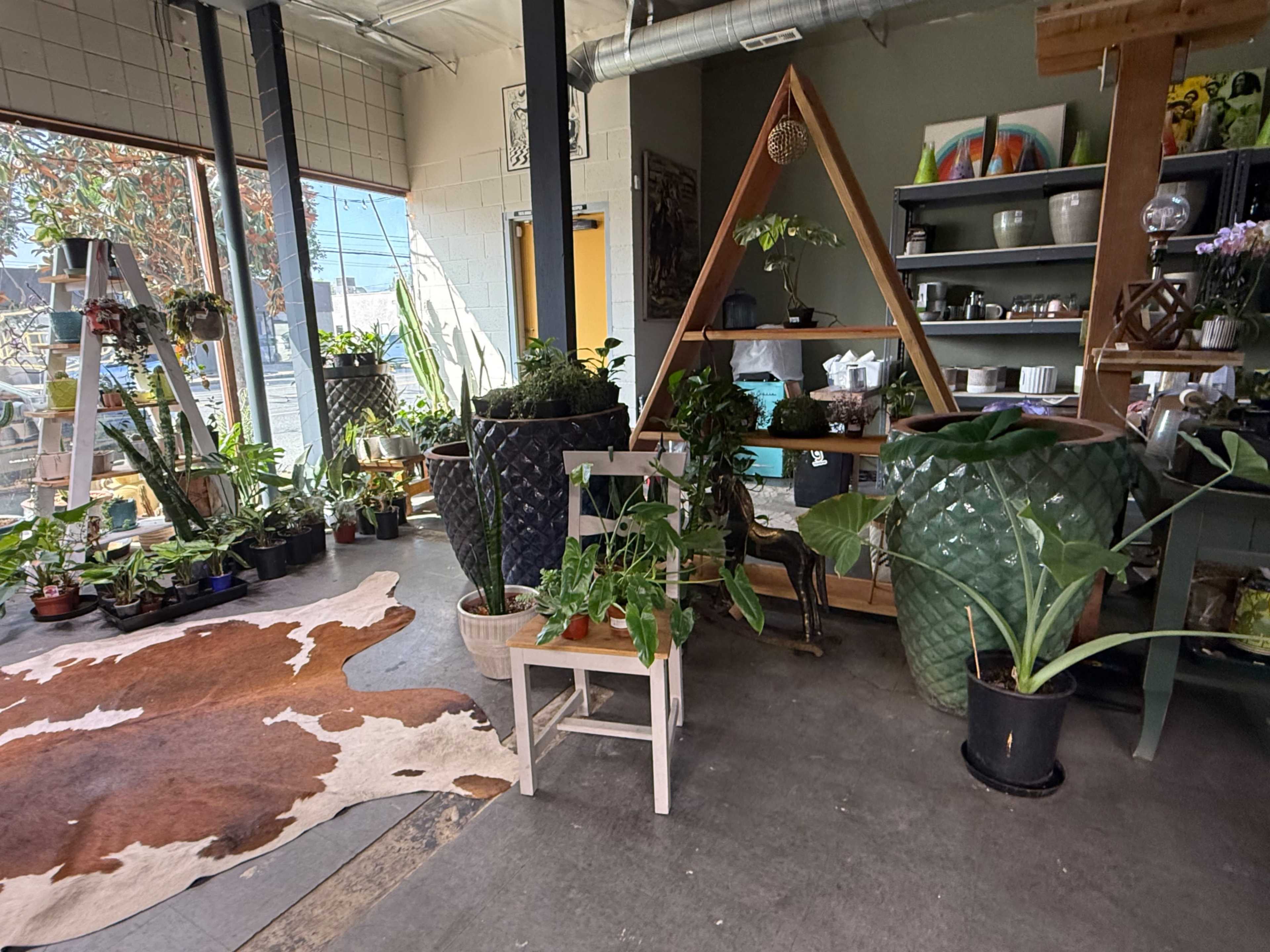 The image shows a plant shop interior featuring various potted plants on shelves and the floor, along with a decorative triangle structure made of wood, and a cowhide rug.