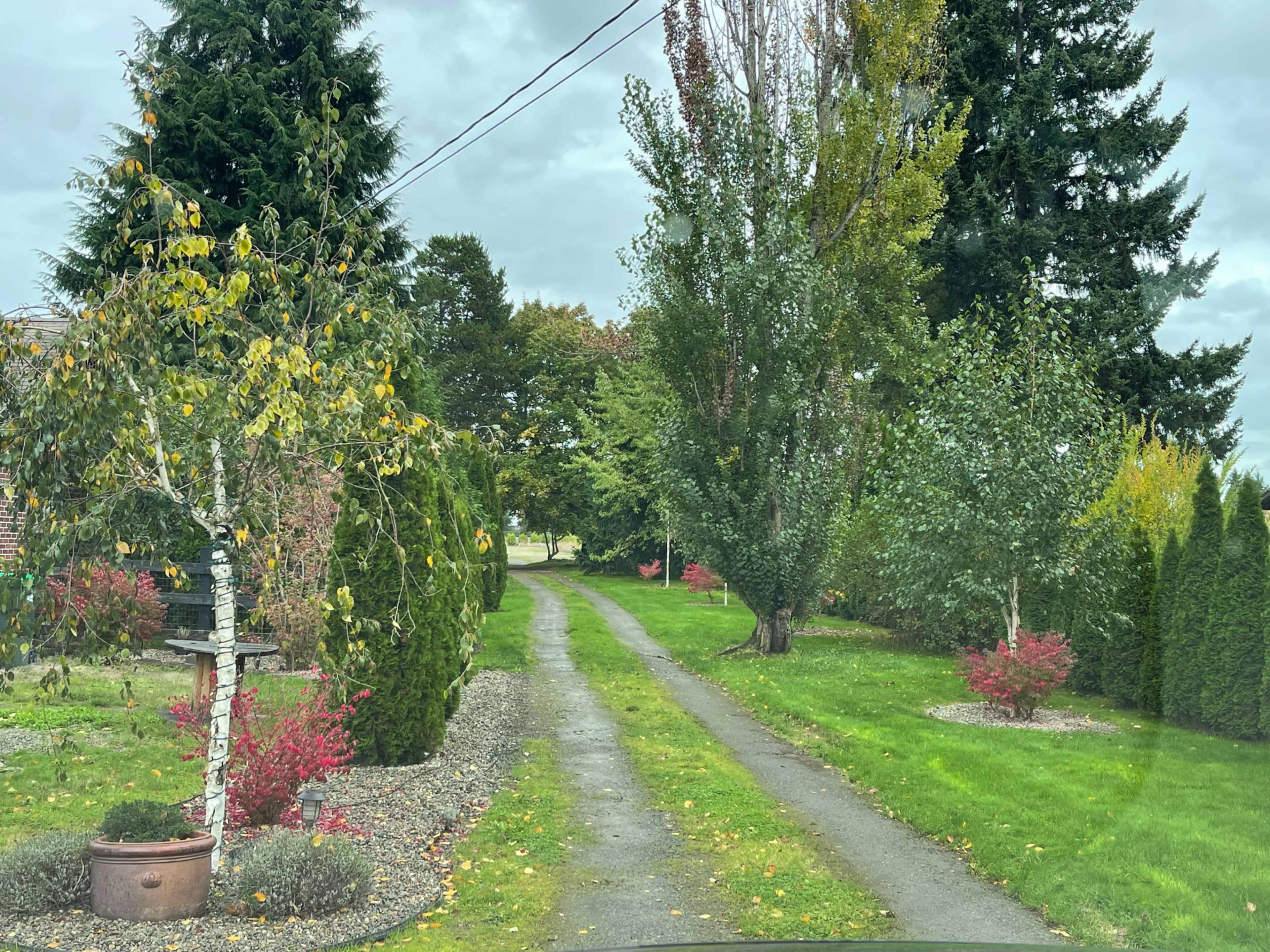 A gravel driveway flanked by trees and shrubs leads through a landscaped yard.
