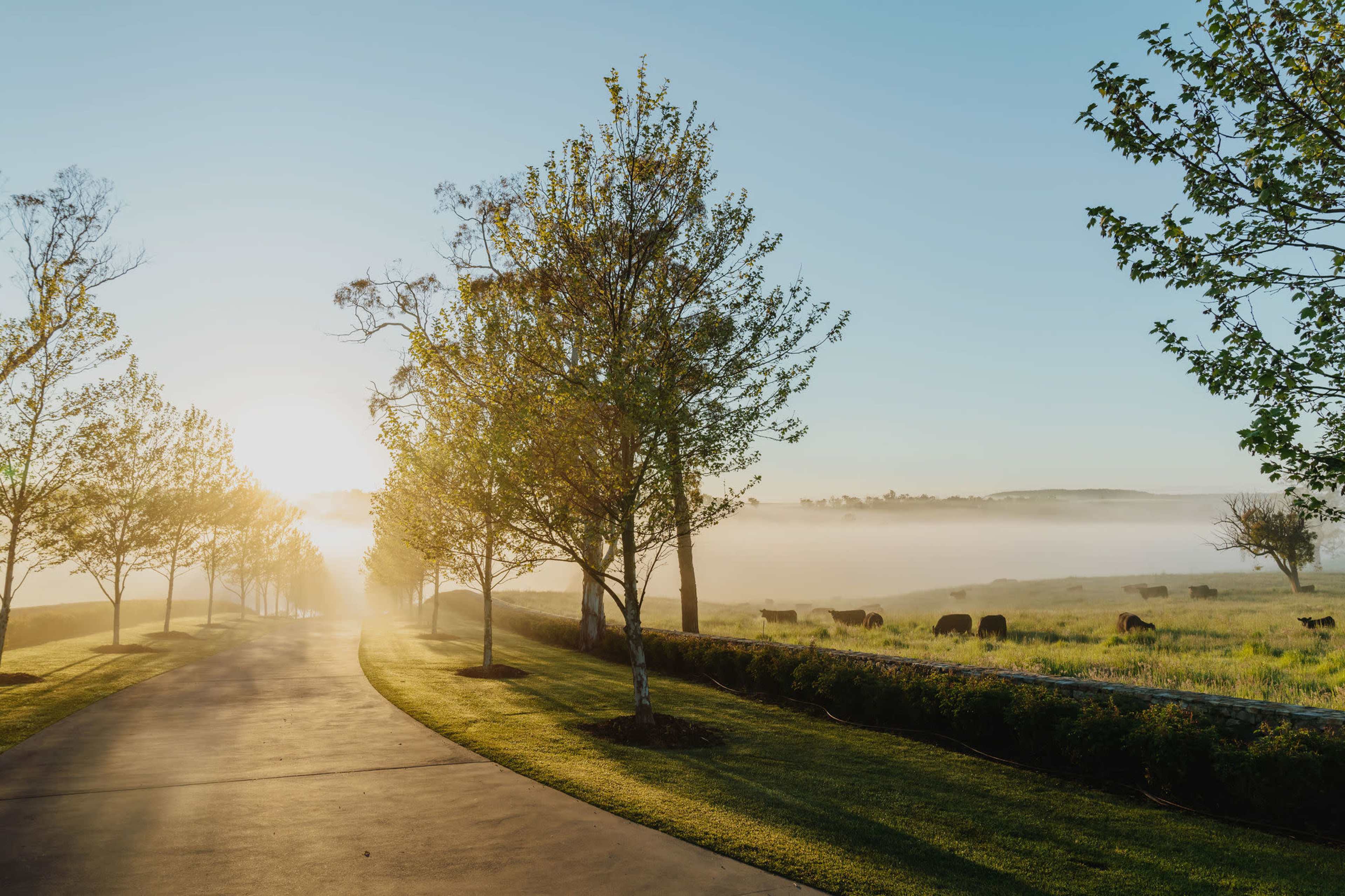 A winding road lined with young trees leads towards a misty field at sunrise, where cows graze.