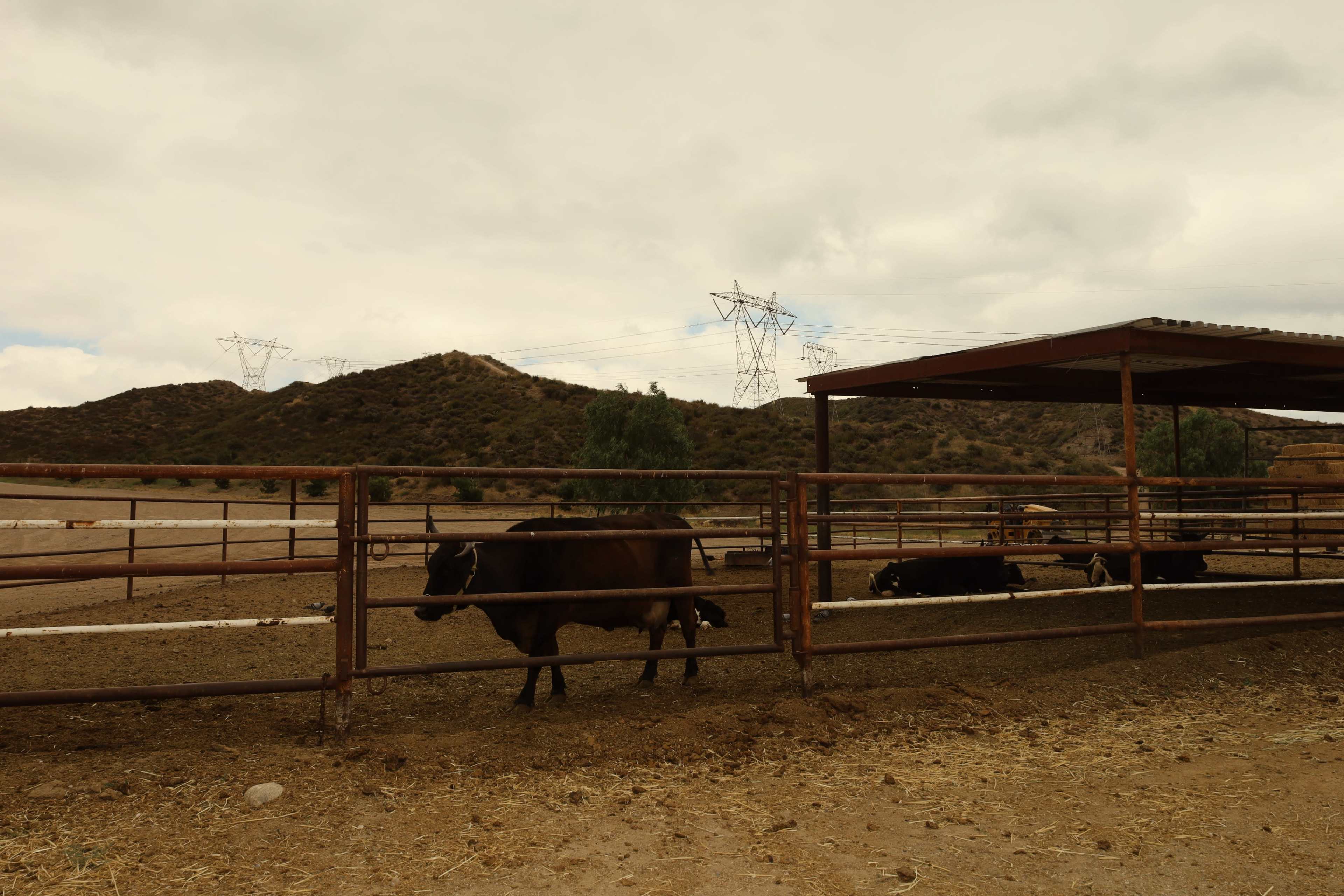 Cows are seen grazing in a fenced enclosure with a hilly landscape and power lines in the background.