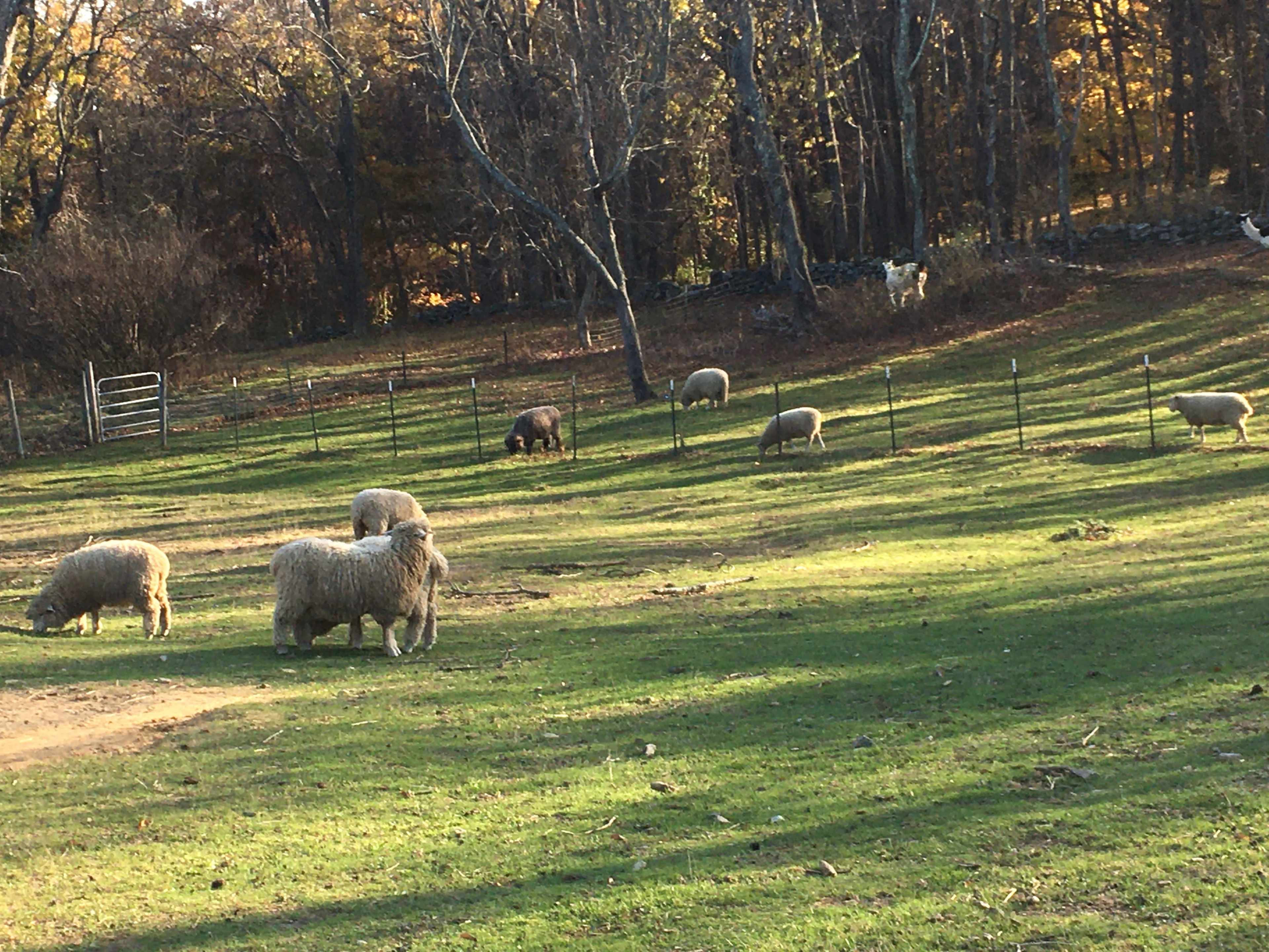 A group of sheep grazes in a grassy field bordered by trees.