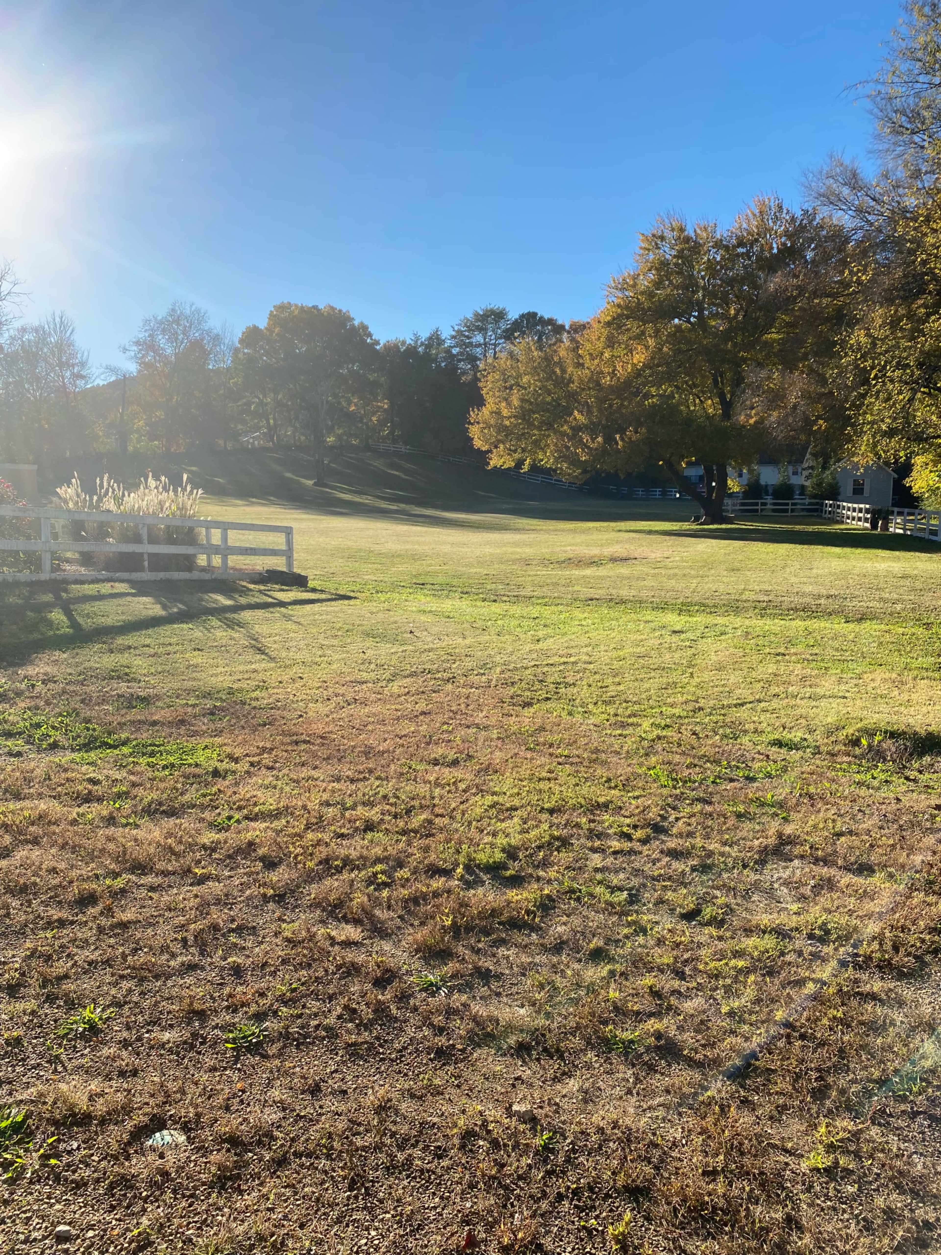 A sunlit grassy field is framed by trees and a white fence in the background.
