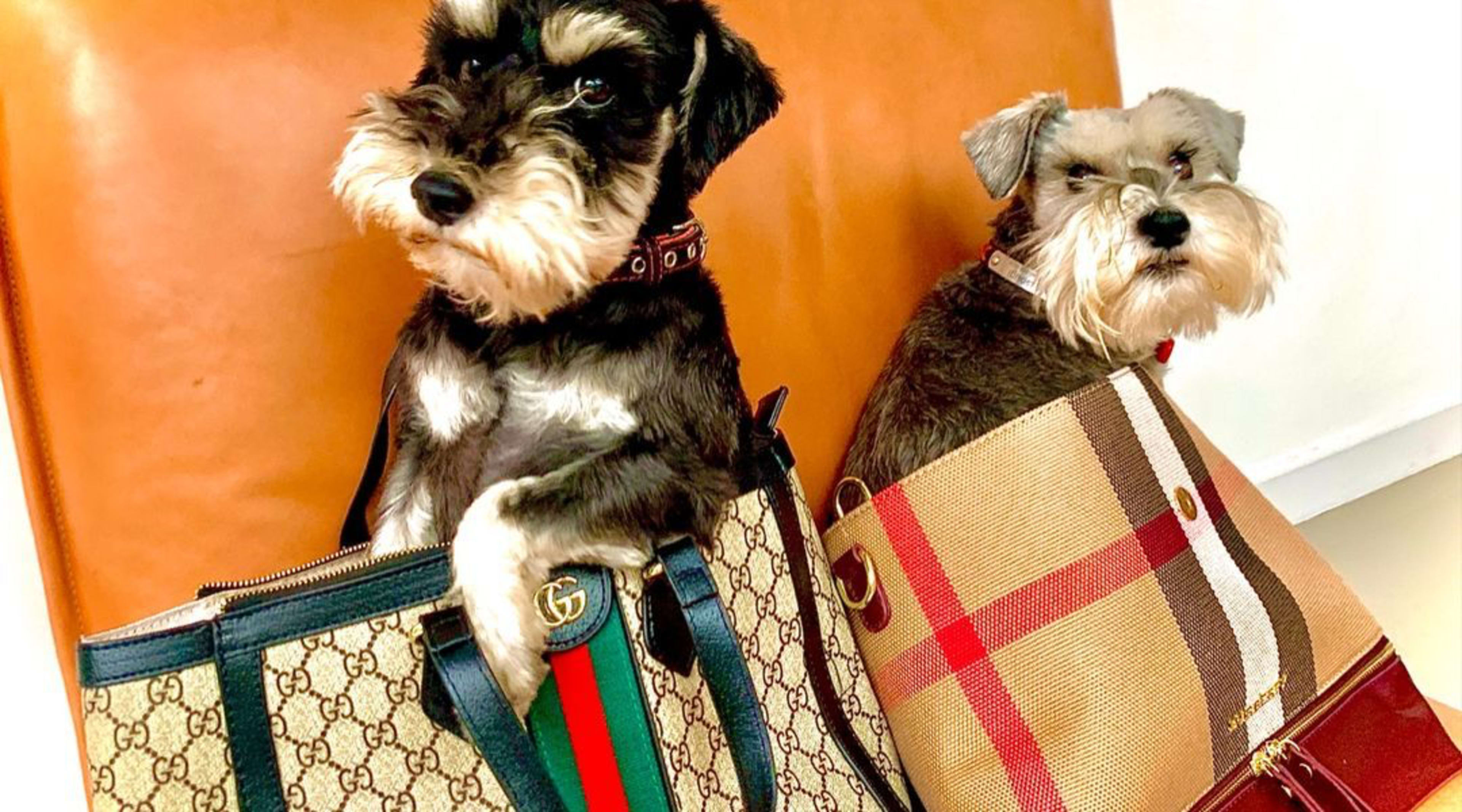 Two dogs are seated inside designer handbags resting on a chair.