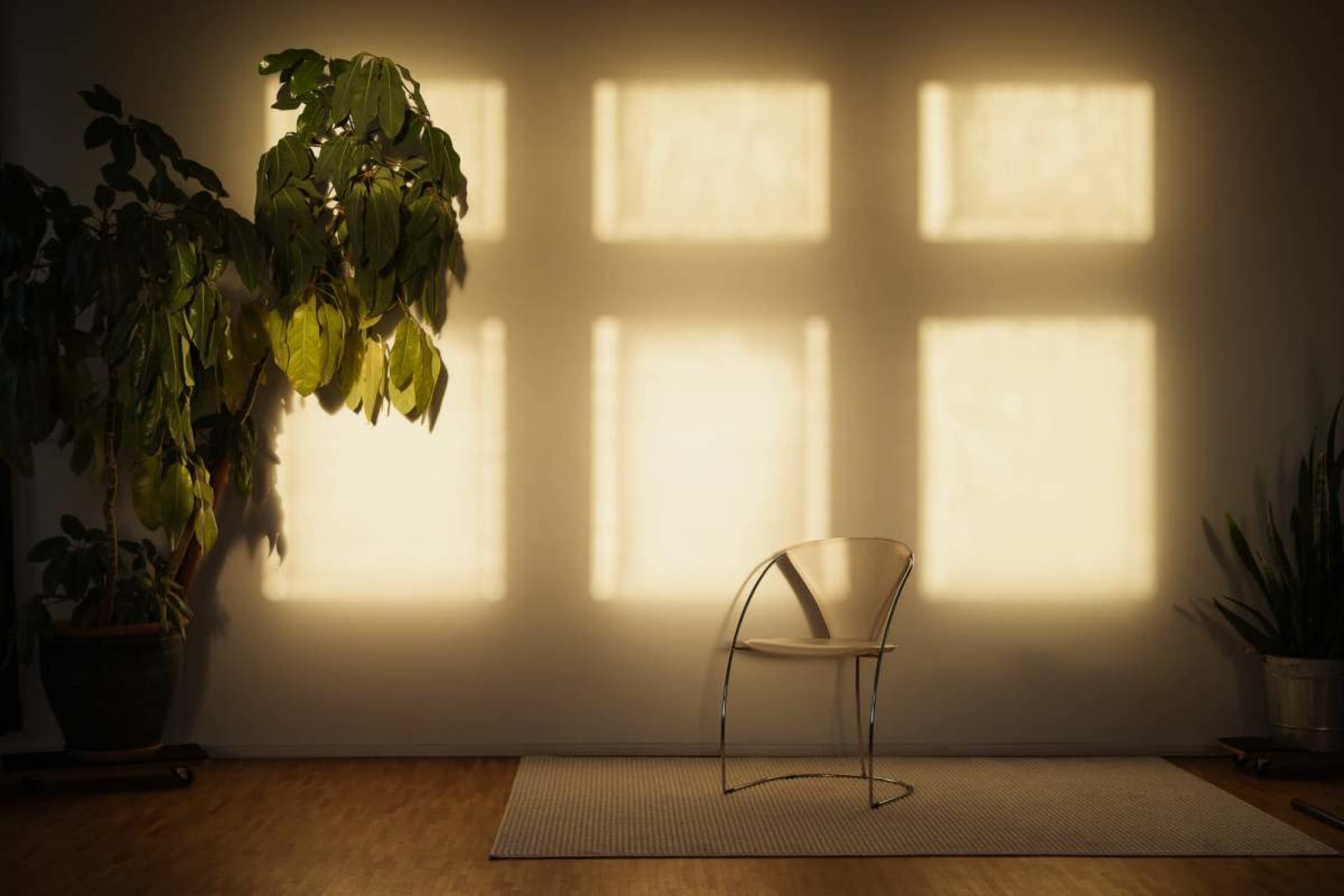 A single clear chair is positioned in front of a wall illuminated by sunlight casting window-shaped shadows, accompanied by indoor plants on either side.