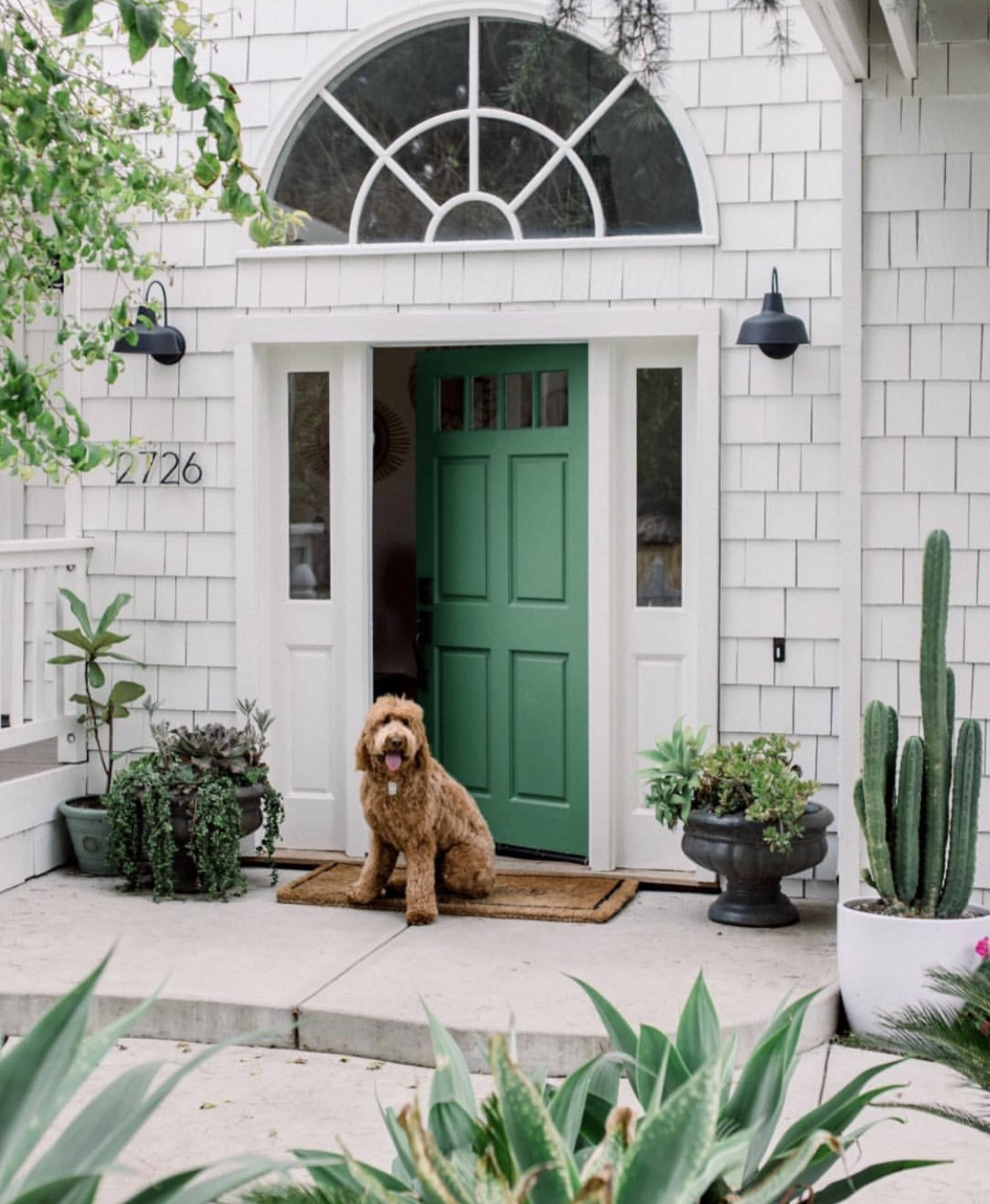A dog sits on a welcome mat in front of a house with a green door and a variety of plants beside it.