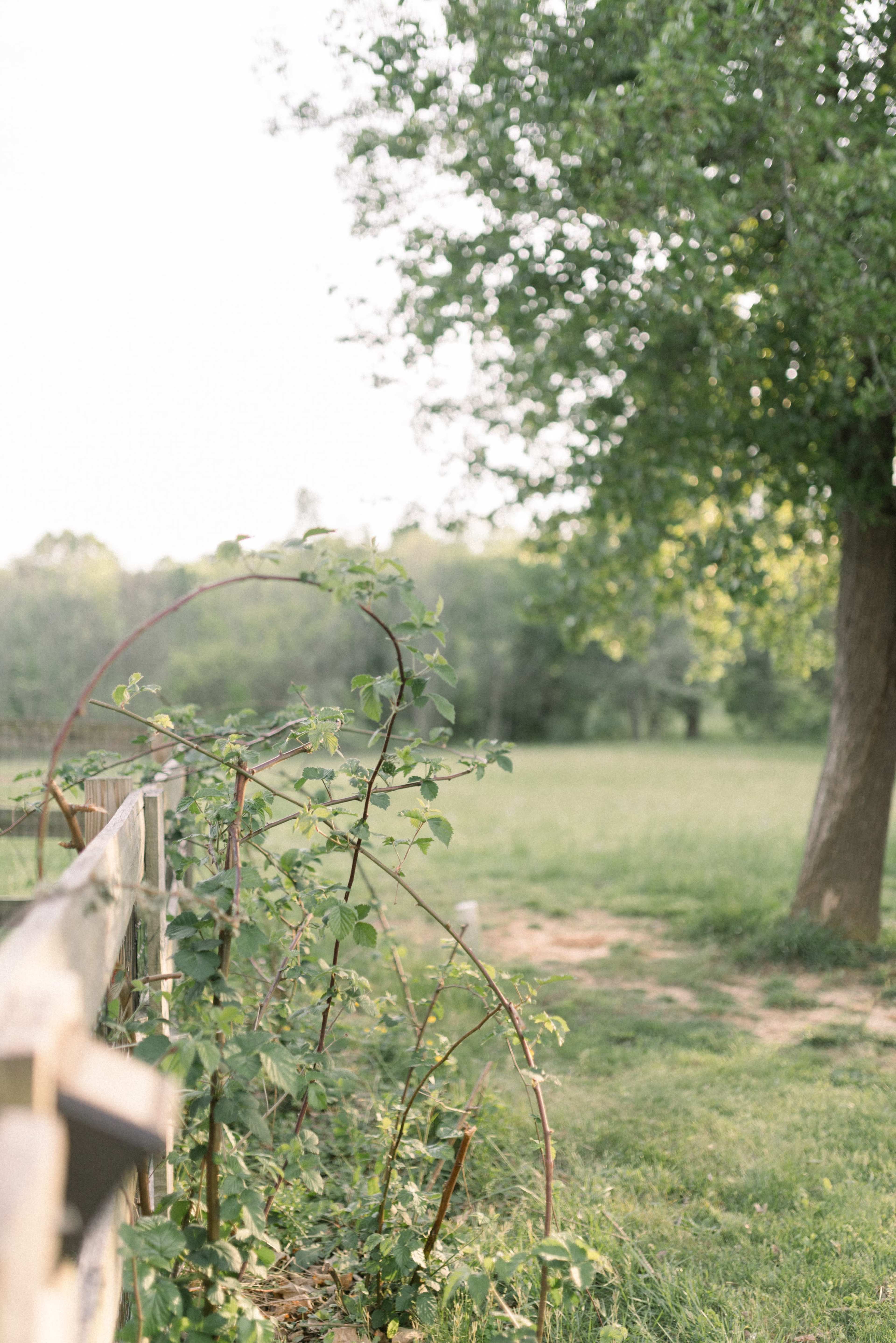 A wooden fence runs along a grassy area with a vine climbing over it, set against a backdrop of trees and open fields.