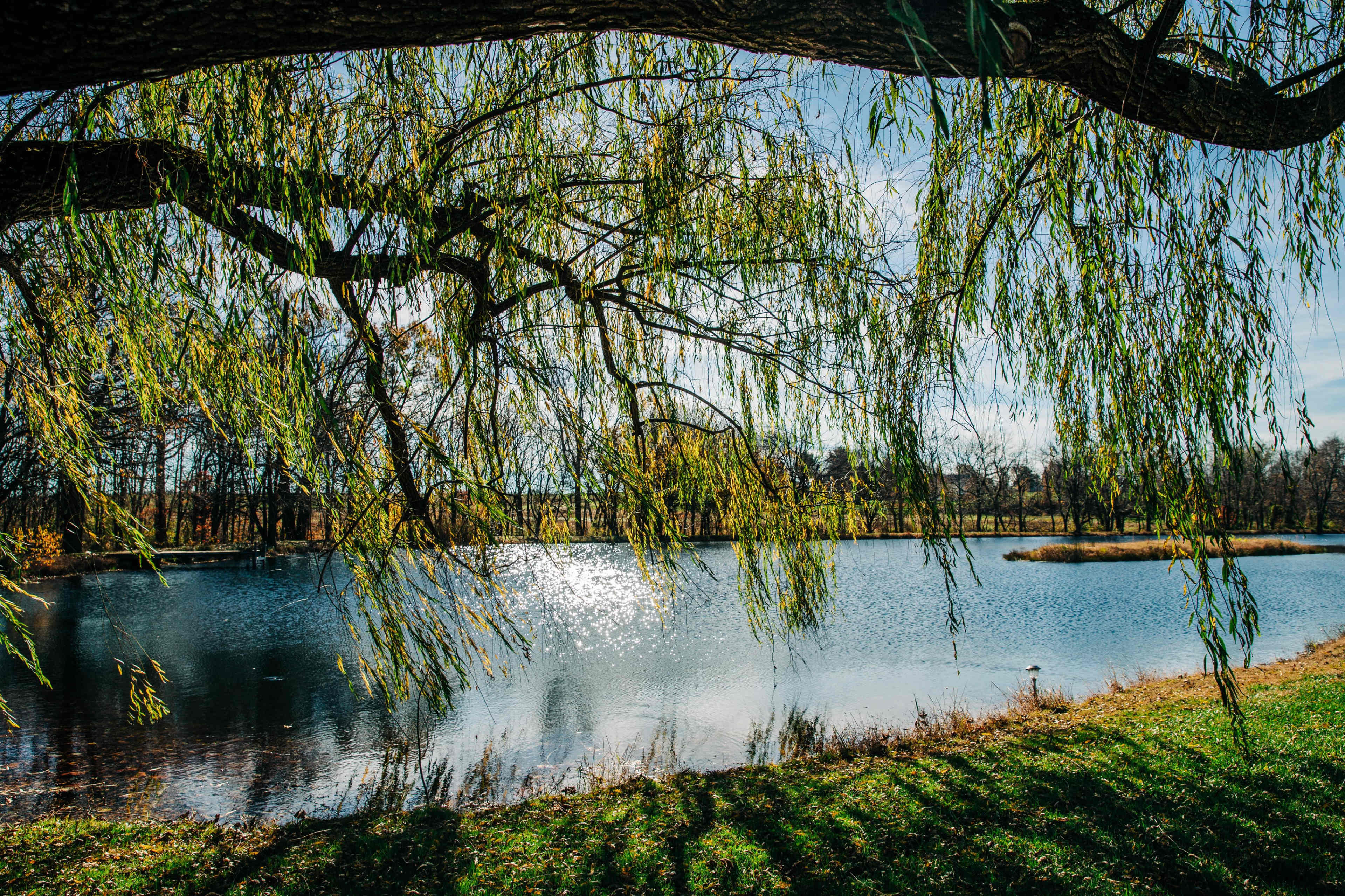 A willow tree hangs over a serene pond, reflecting the sunlight on its surface.