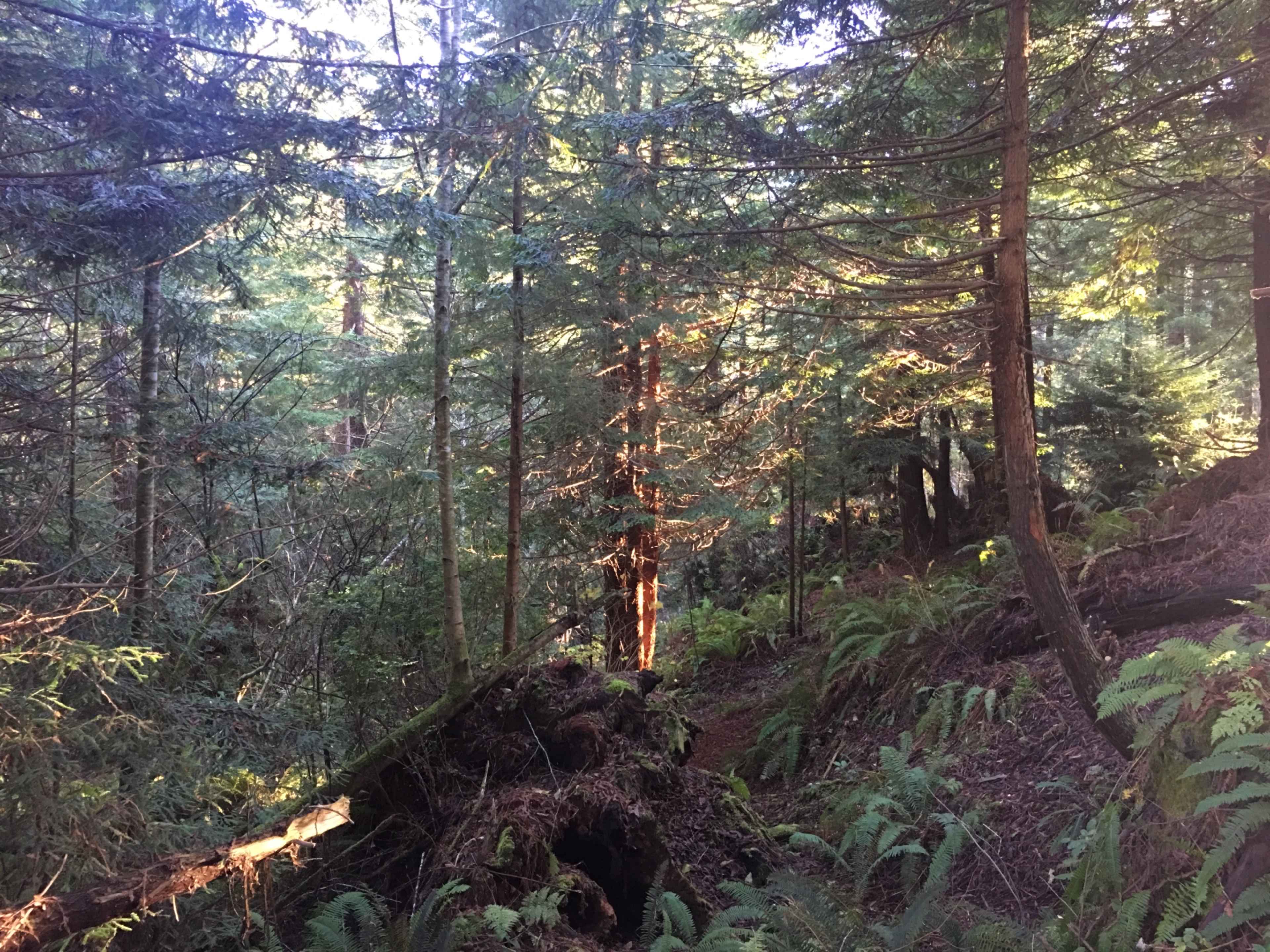The image shows a dense forest with sunlight filtering through the trees and ferns growing on the forest floor.