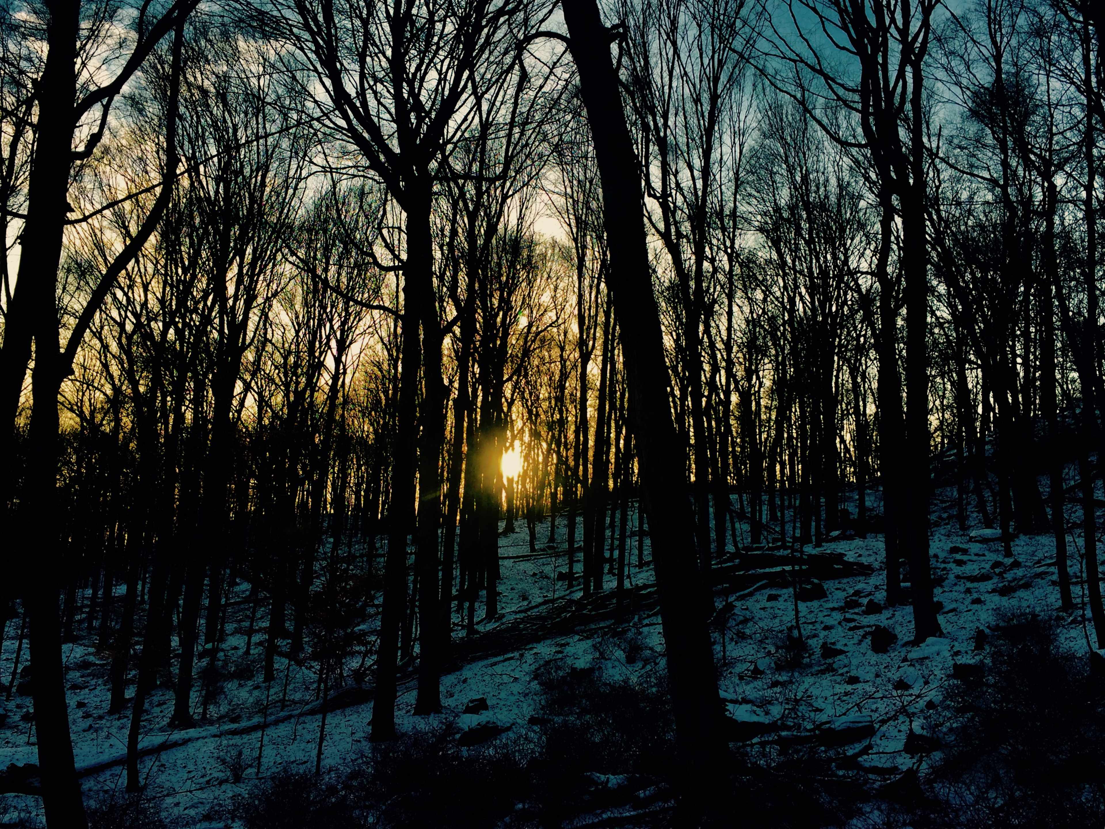 The sun sets behind bare trees in a snowy forest.