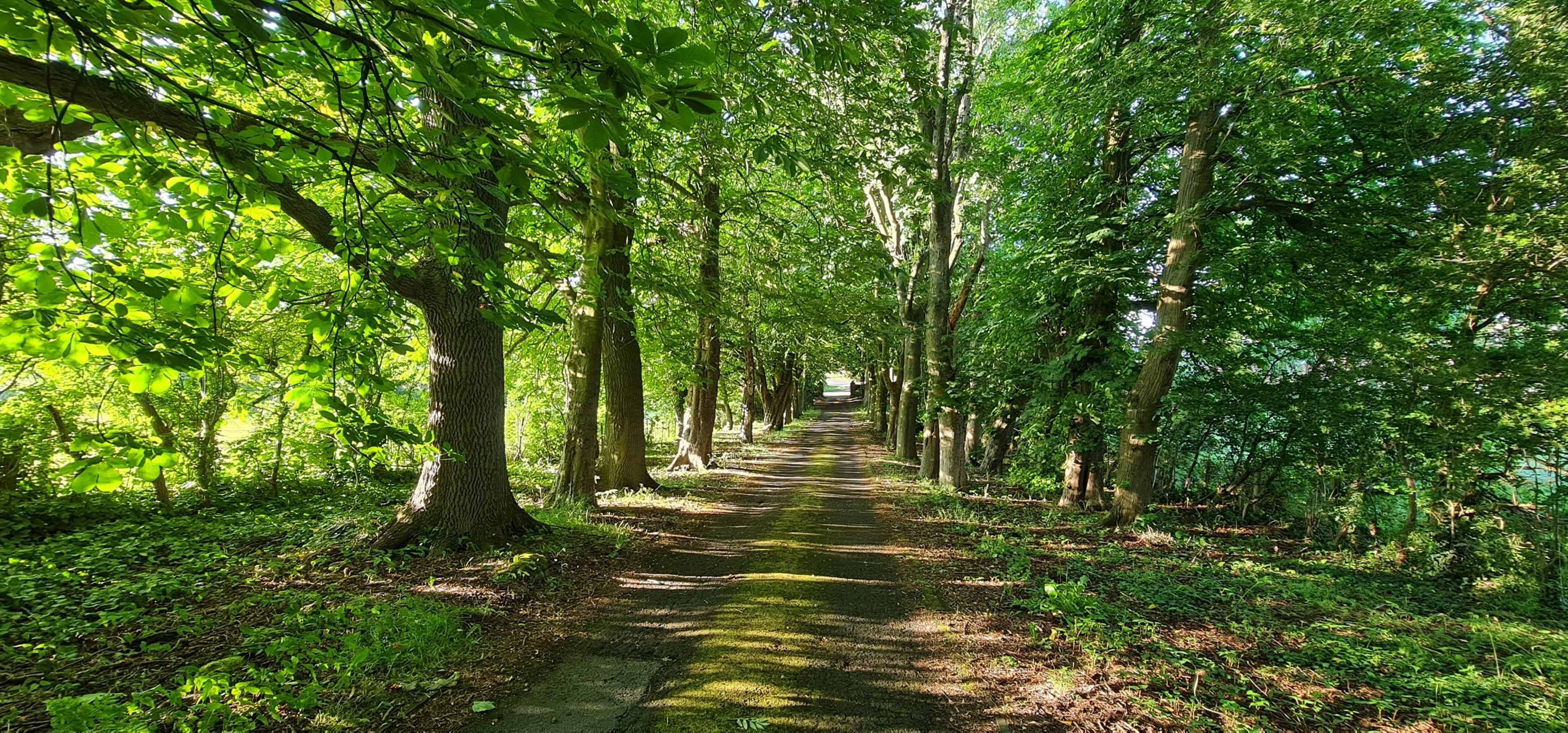 A dirt path lined with trees extends through a green, wooded area.