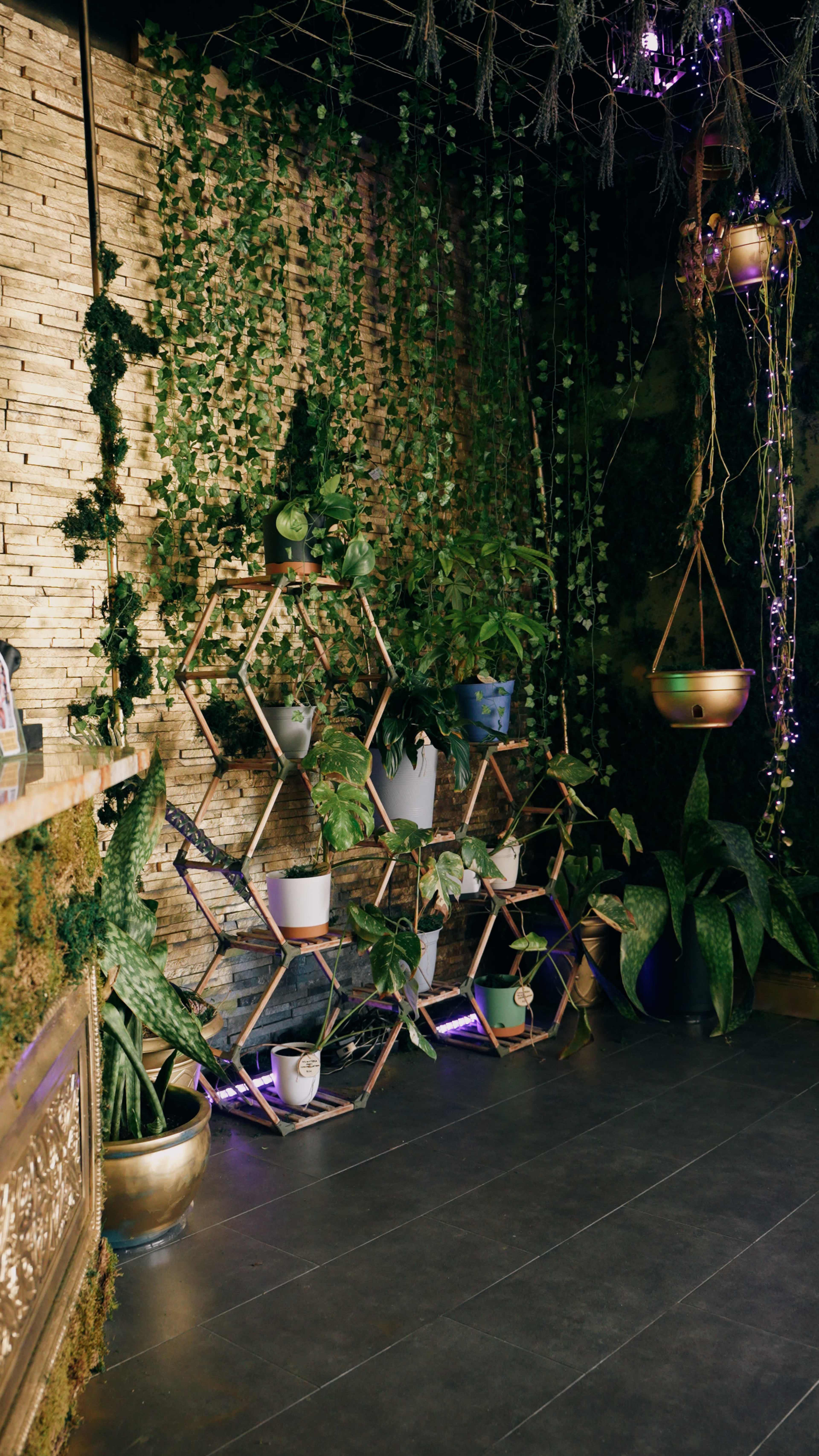 The scene features a wall adorned with greenery and a hexagonal shelving unit filled with various potted plants, set against a textured background.