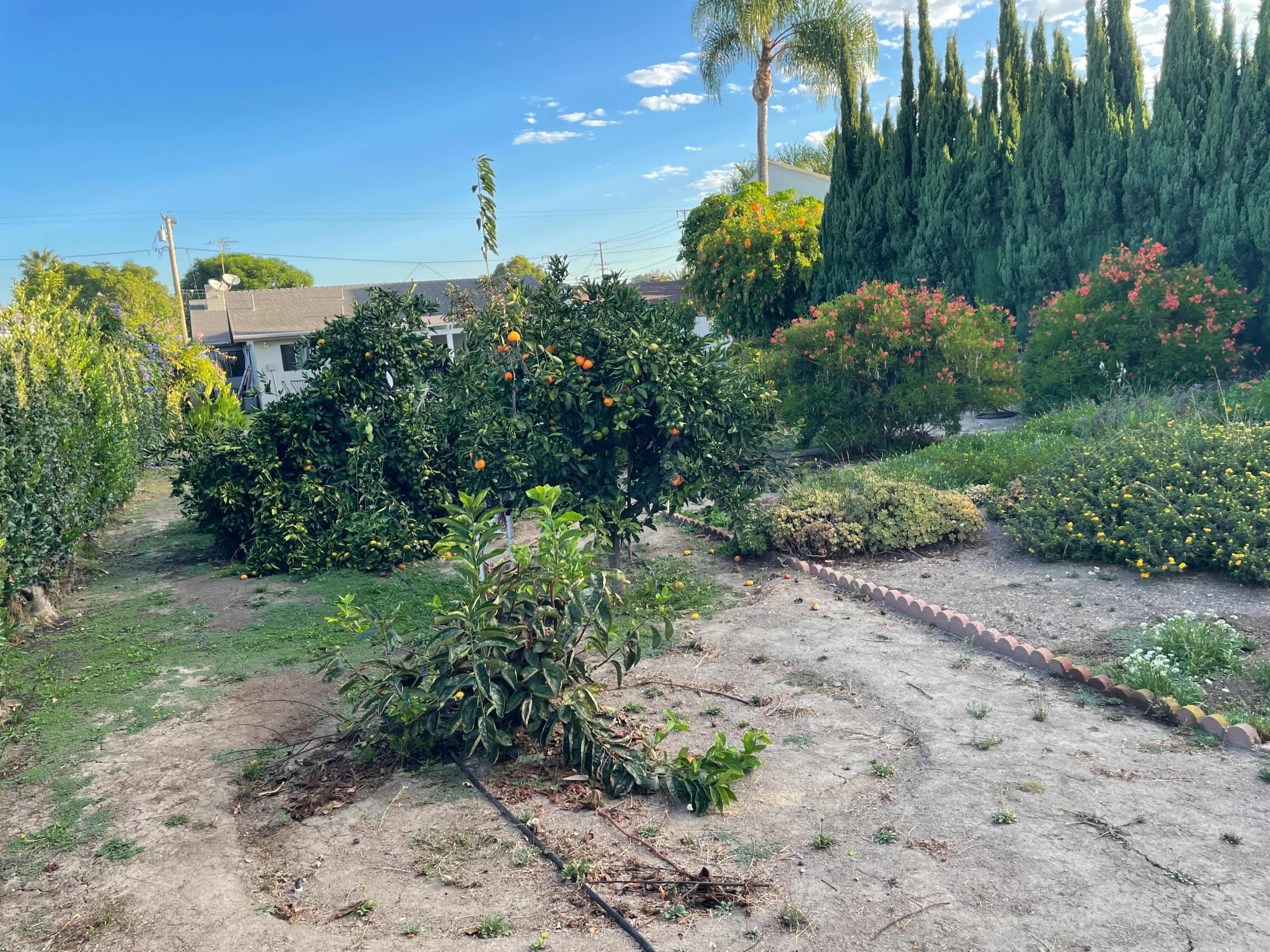 A garden features various plants, including fruit-bearing trees and flowering bushes, surrounded by a gravel pathway.